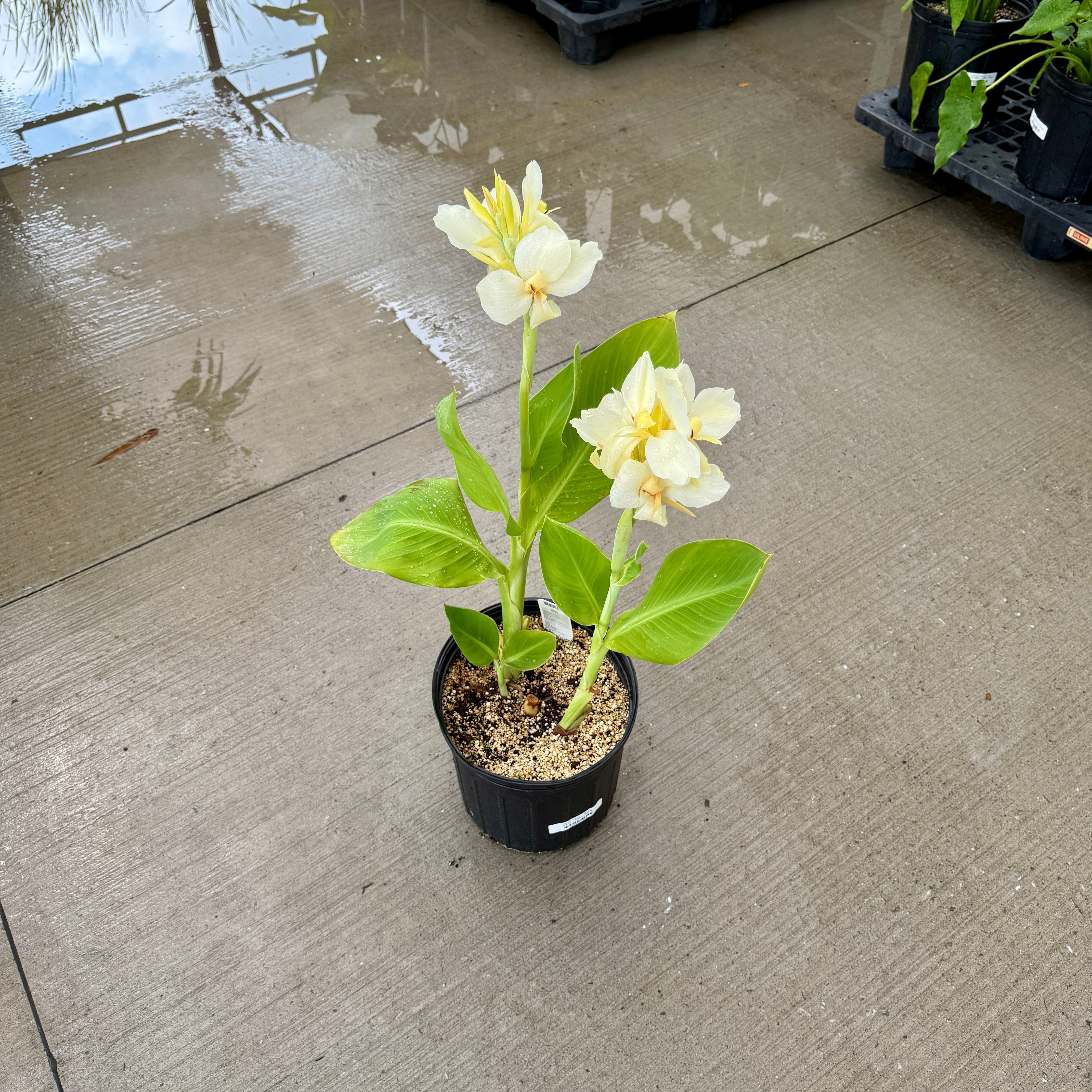 Canna 'Alaska' (Canna x 'Alaska') - 10" Pot