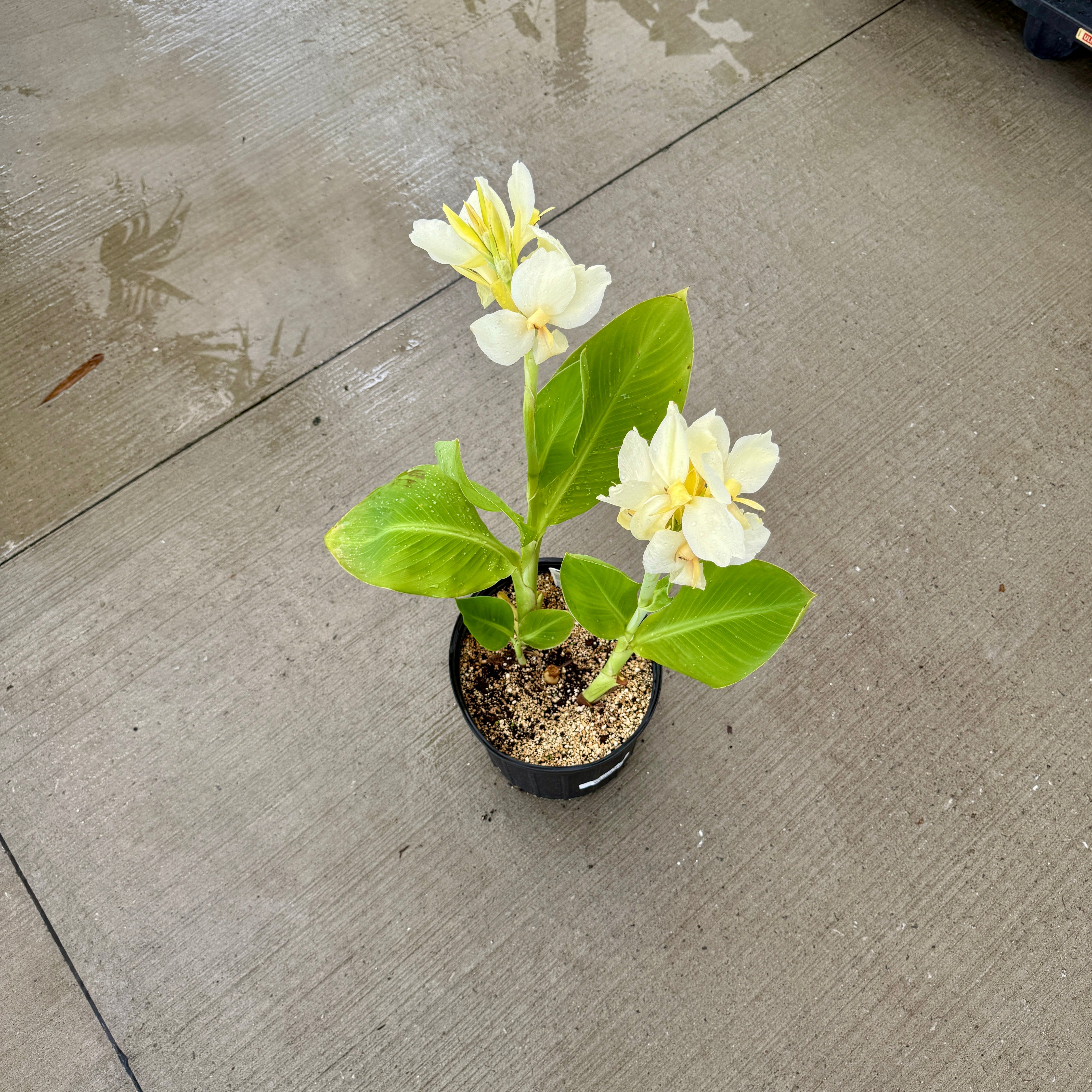 Canna 'Alaska' (Canna x 'Alaska') - 10" Pot