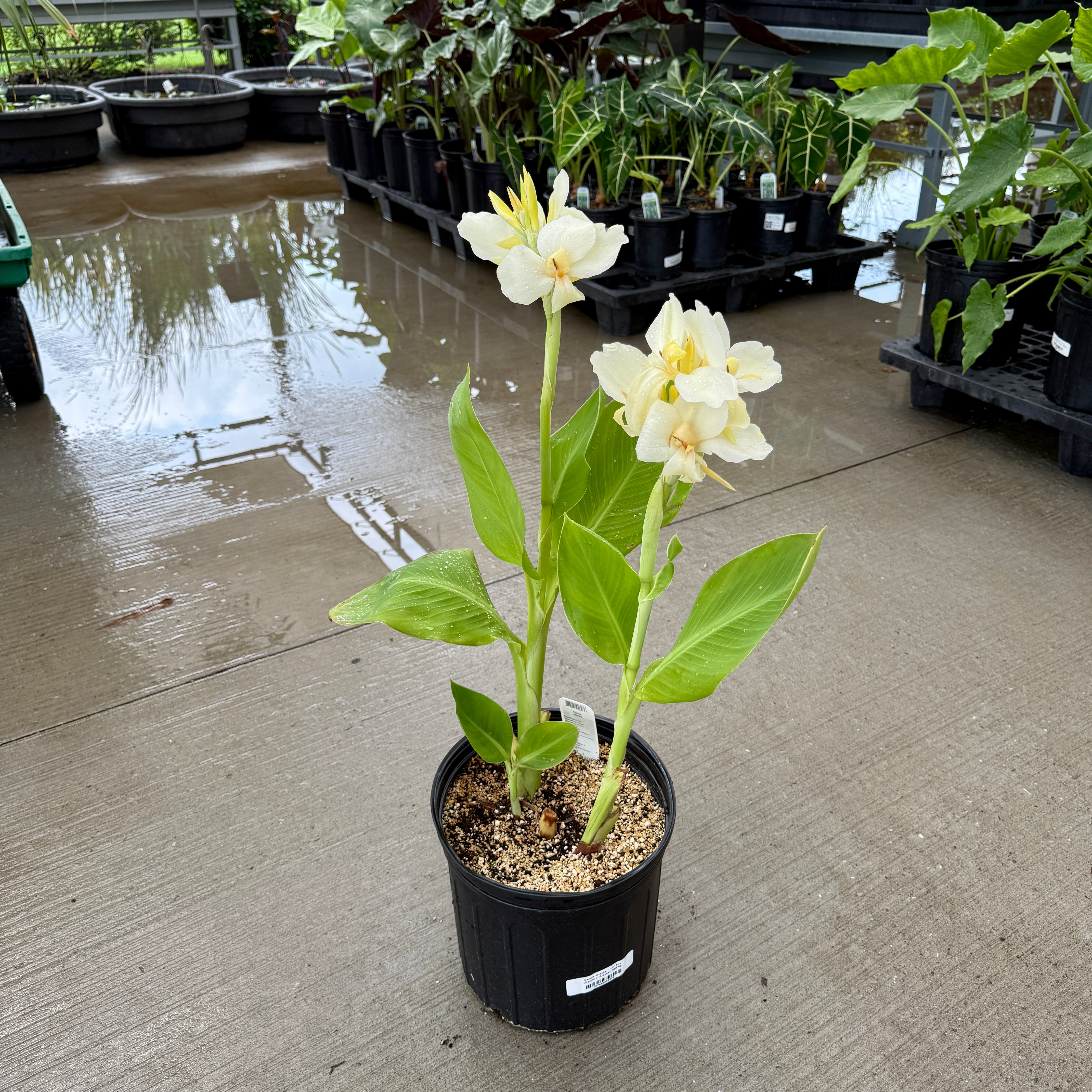 Canna 'Alaska' (Canna x 'Alaska') - 10" Pot