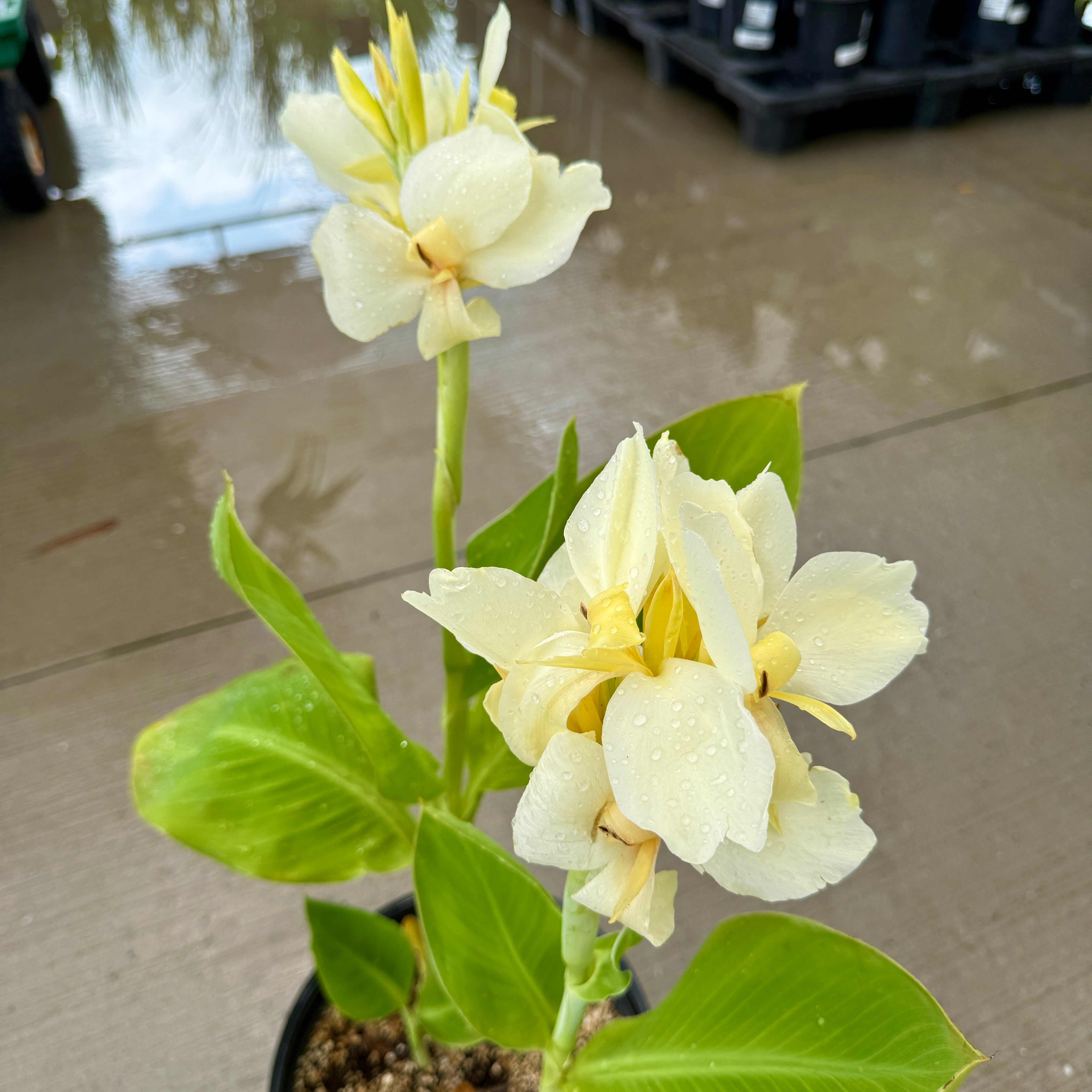 Canna 'Alaska' (Canna x 'Alaska') - 10" Pot