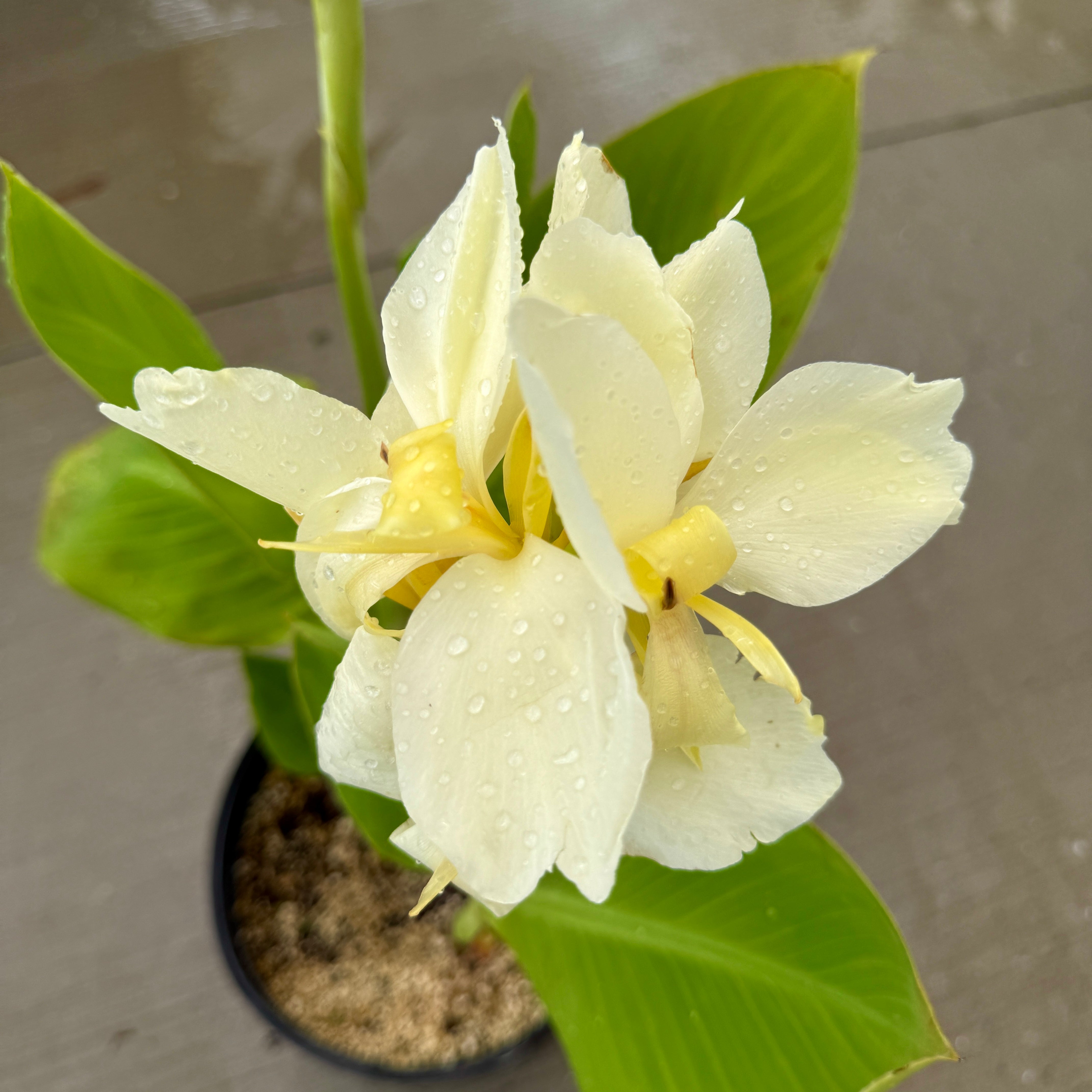 Canna 'Alaska' (Canna x 'Alaska') - 10" Pot