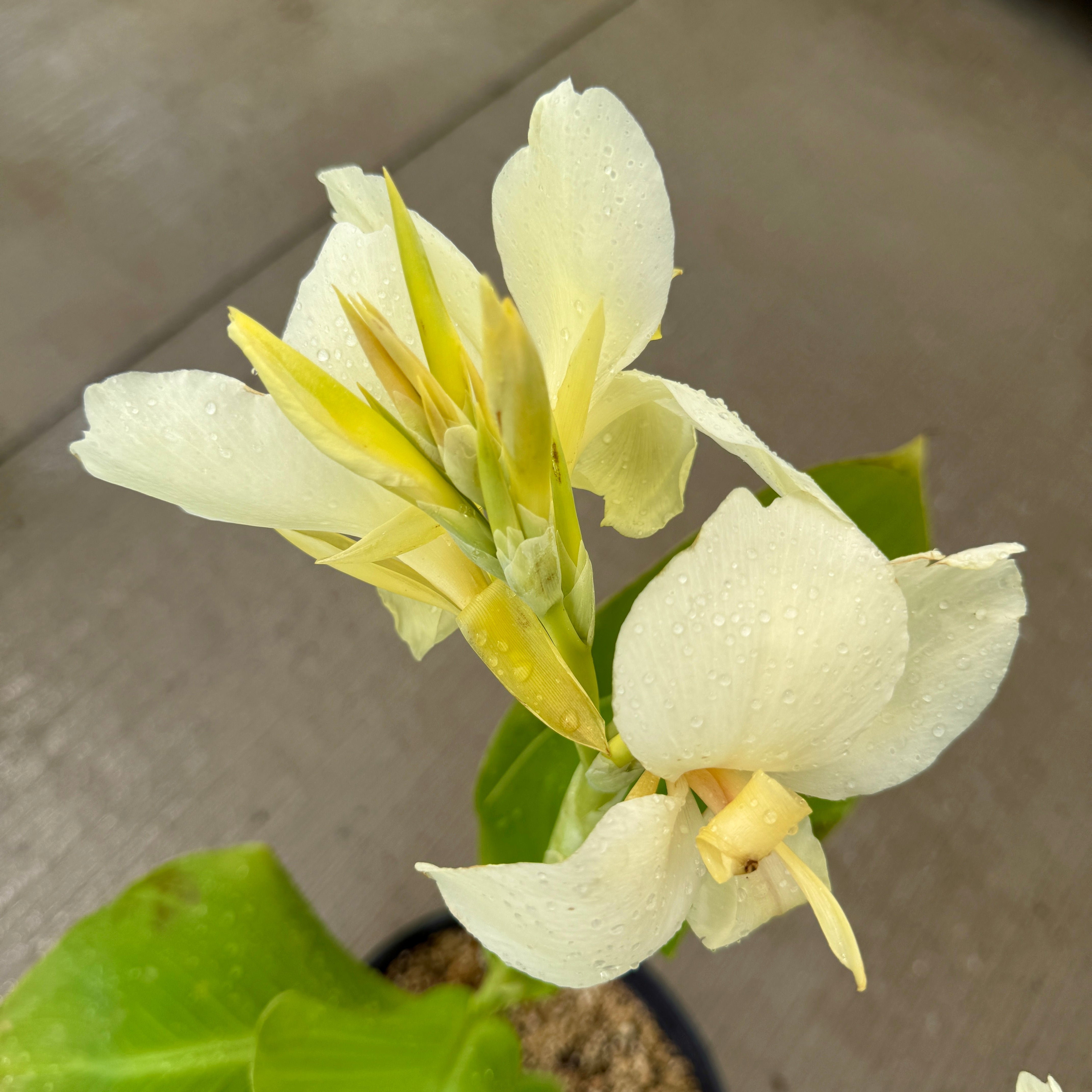 Canna 'Alaska' (Canna x 'Alaska') - 10" Pot