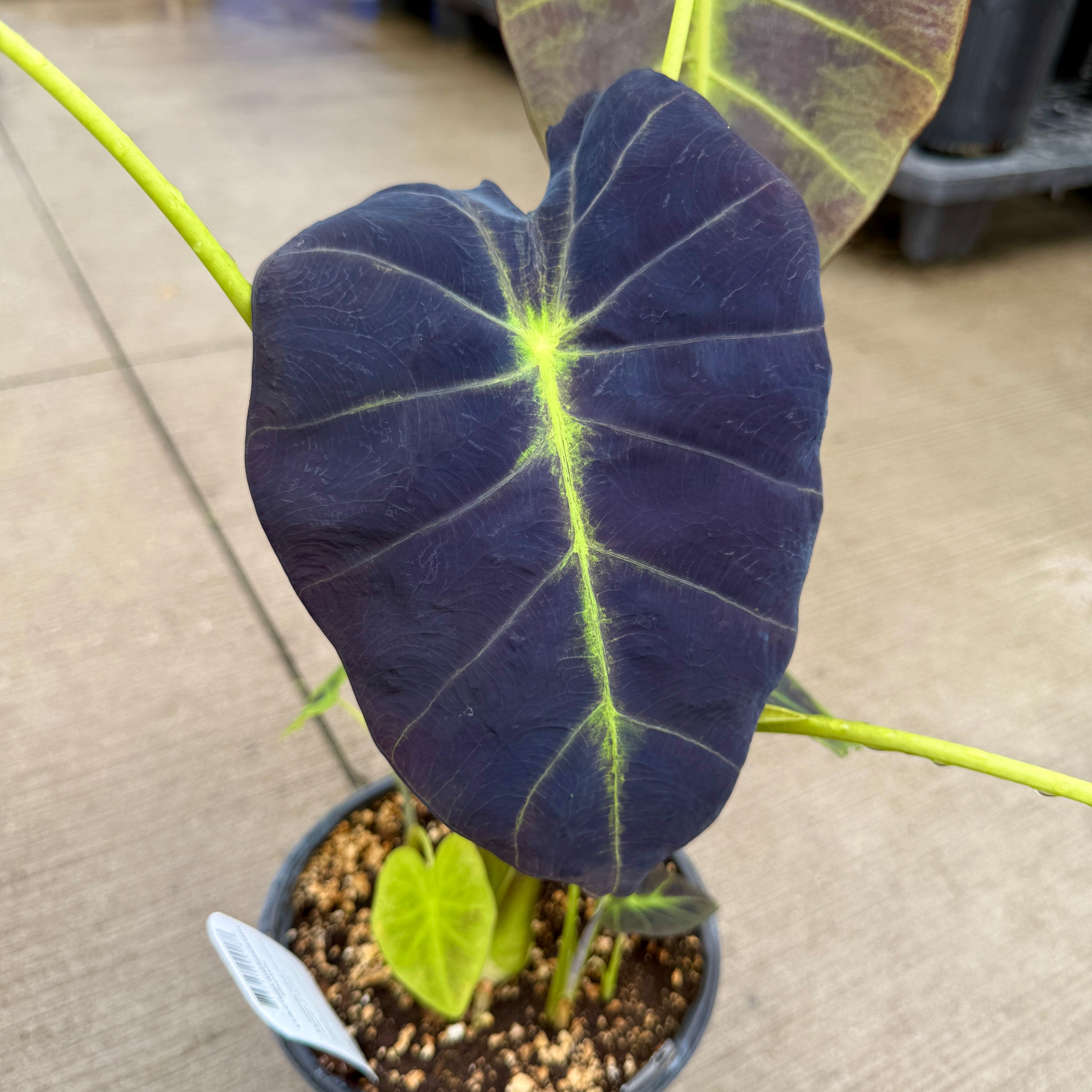 Colocasia 'Illustris' (Colocasia esculenta 'Illustris') - 8" Pot