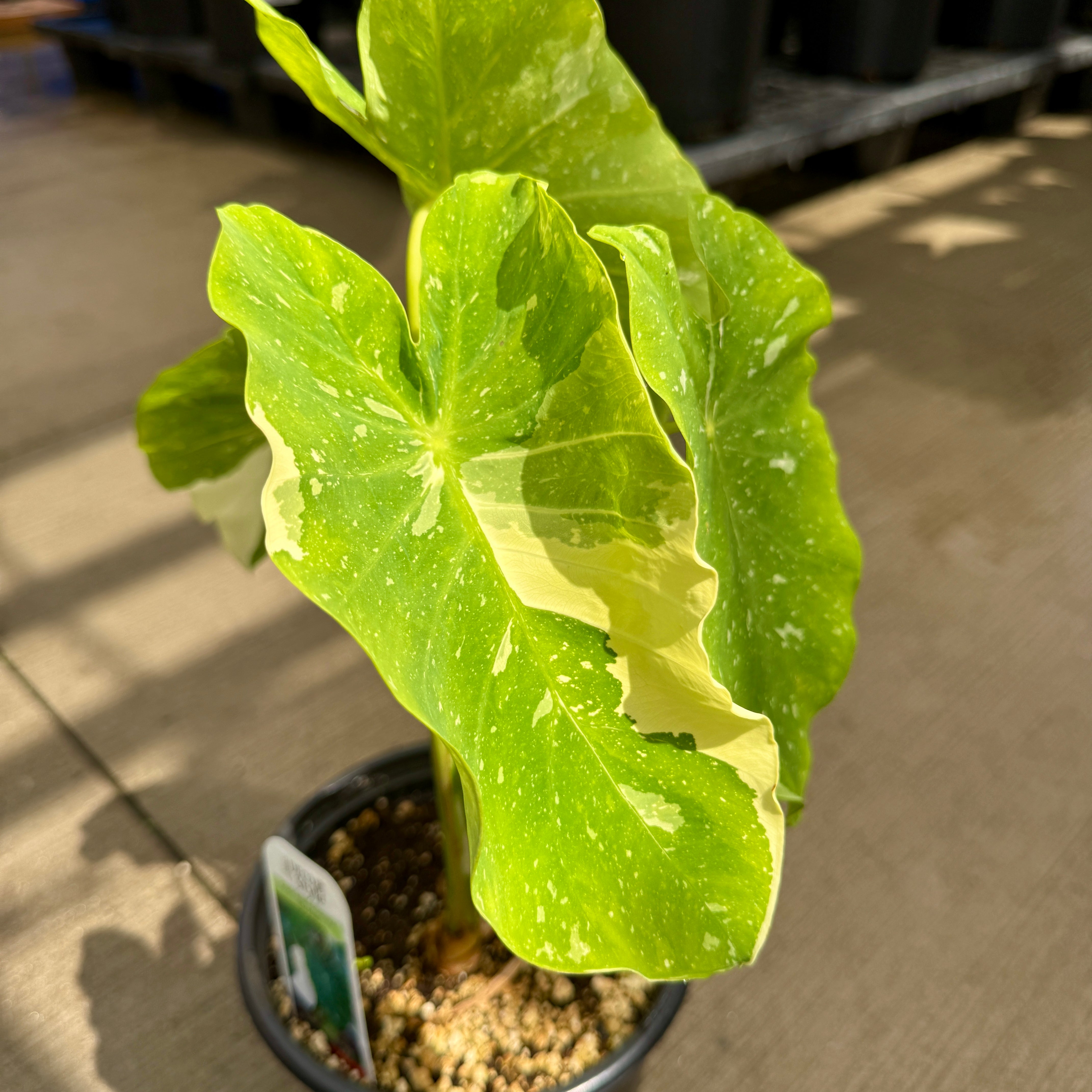 Colocasia 'Ele Paio' (Colocasia sp. 'Ele Paio') - 8" Pot