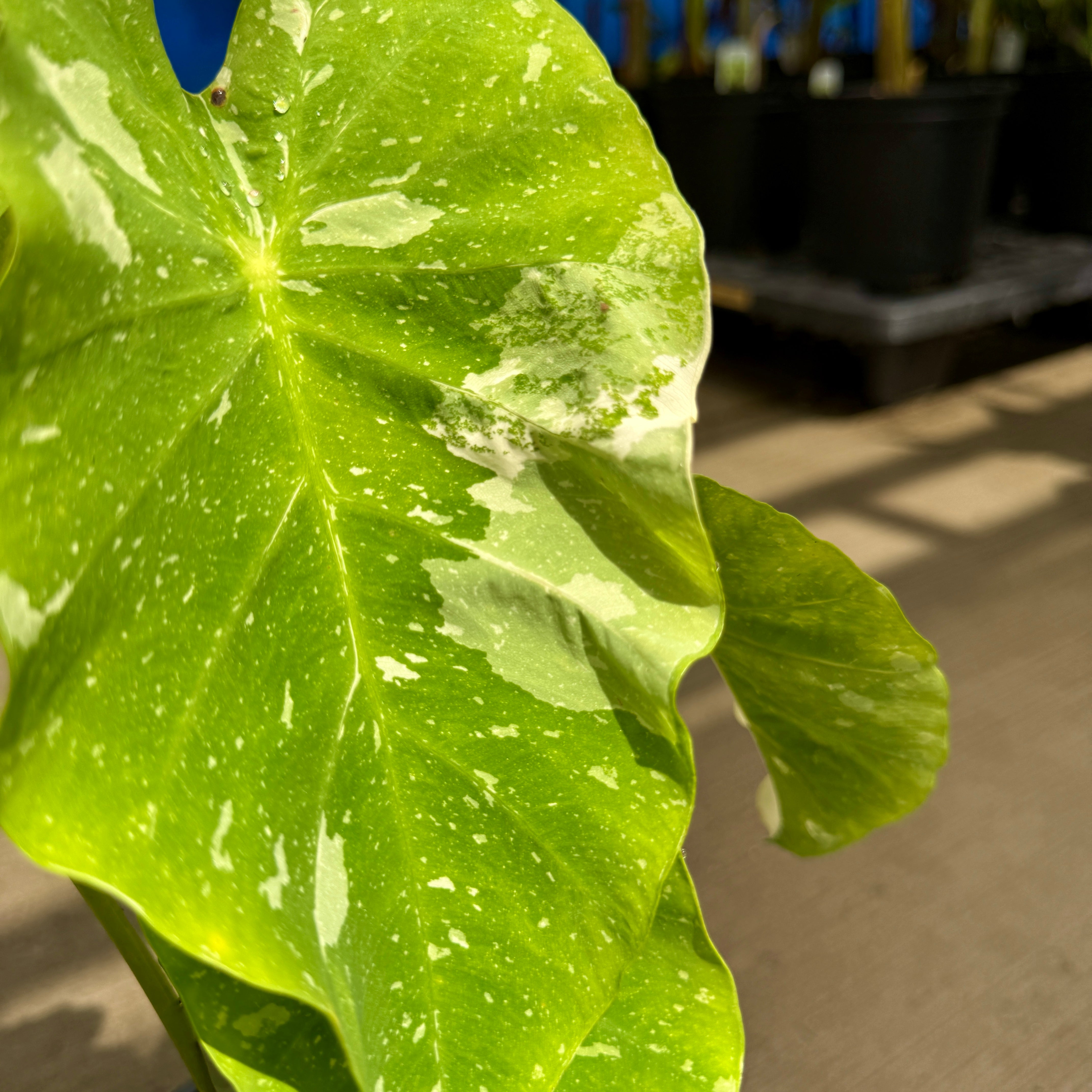 Colocasia 'Ele Paio' (Colocasia sp. 'Ele Paio') - 8" Pot