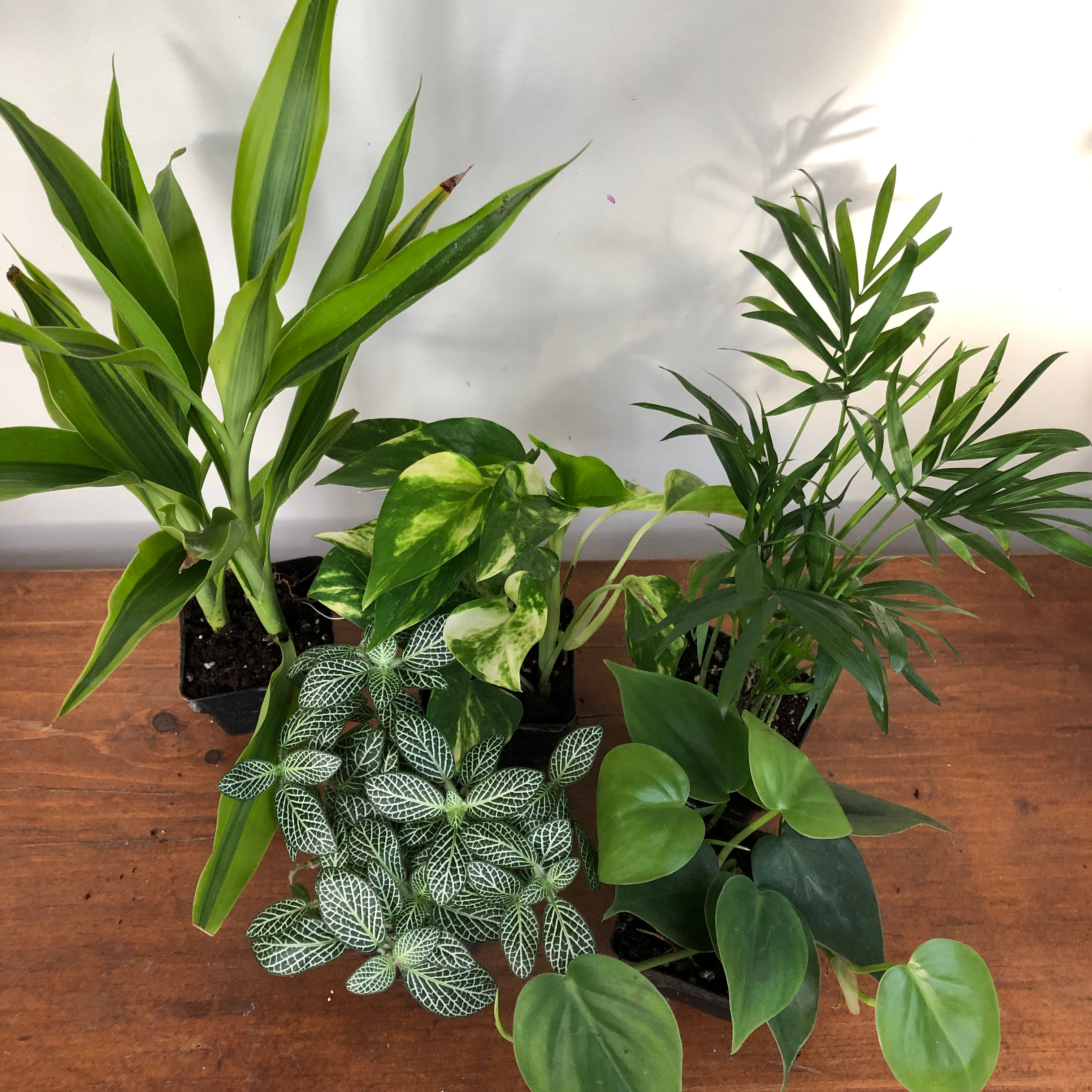 Tropicals (Assorted)