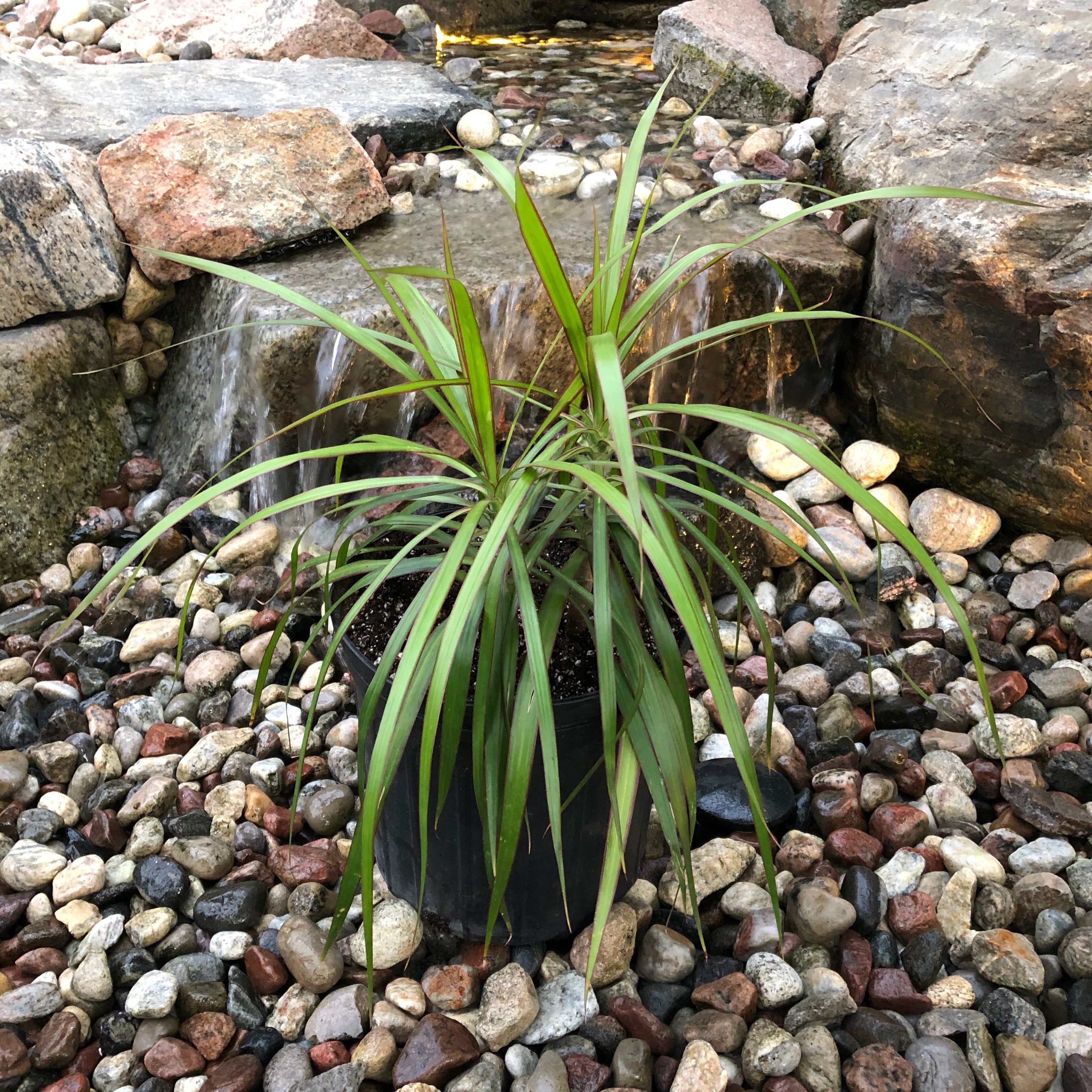 Madagascar Dragon Tree 'Red-Edged' (Dracaena Marginata)