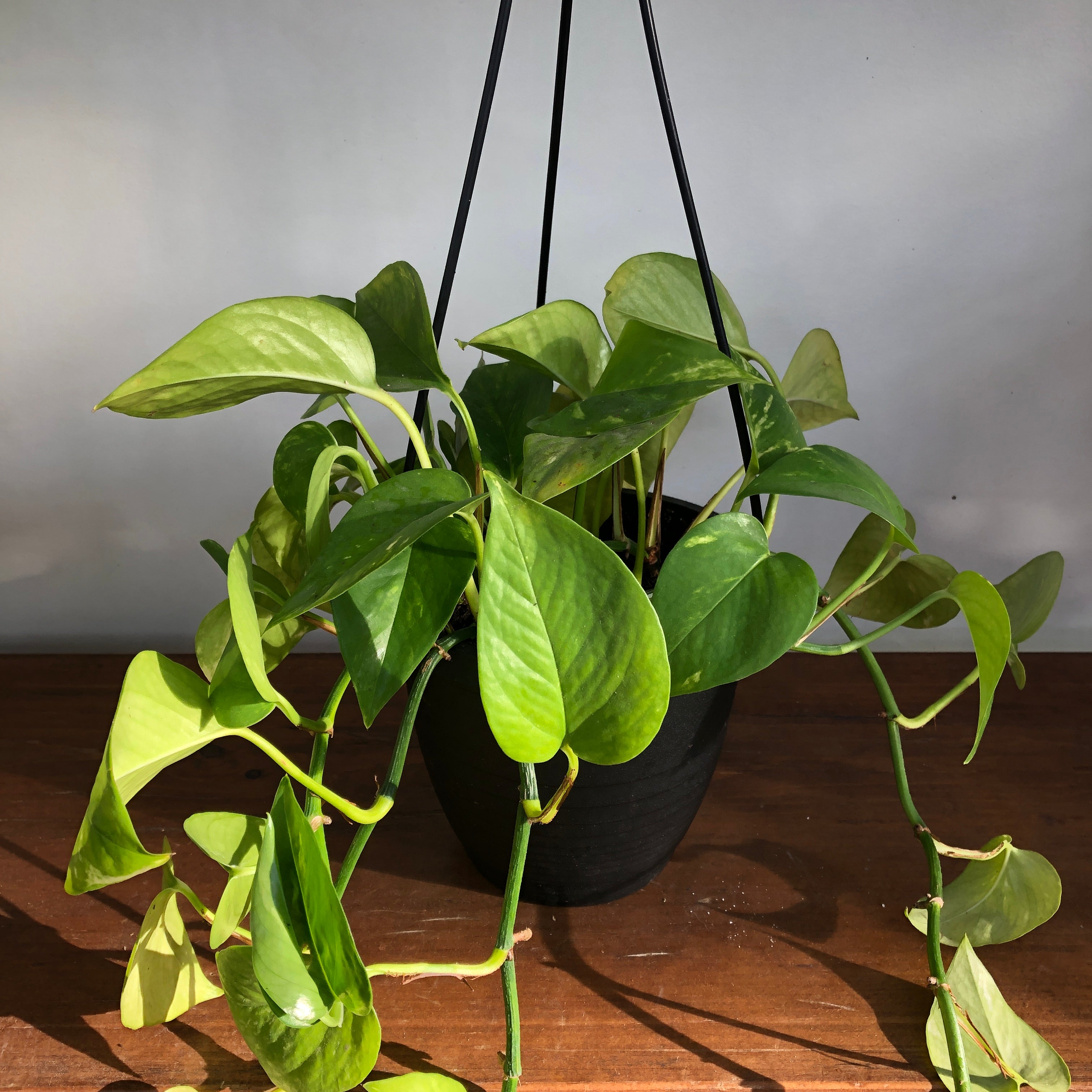 Golden Pothos (Epipremnum aureum)