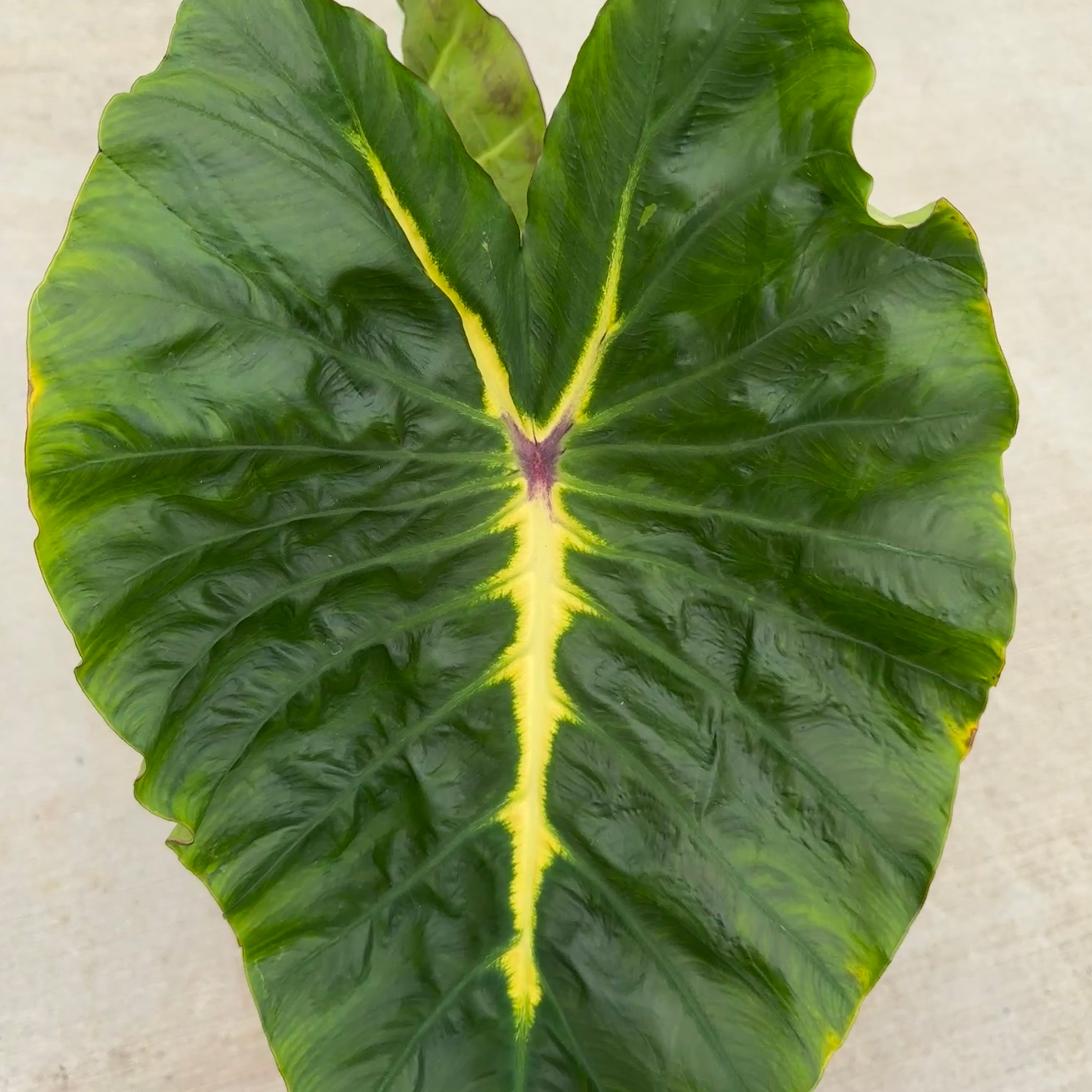 Colocasia 'Royal Hawaiian White Lava' (Colocasia esculenta 'Royal Hawaiian White Lava') - 8" Pot