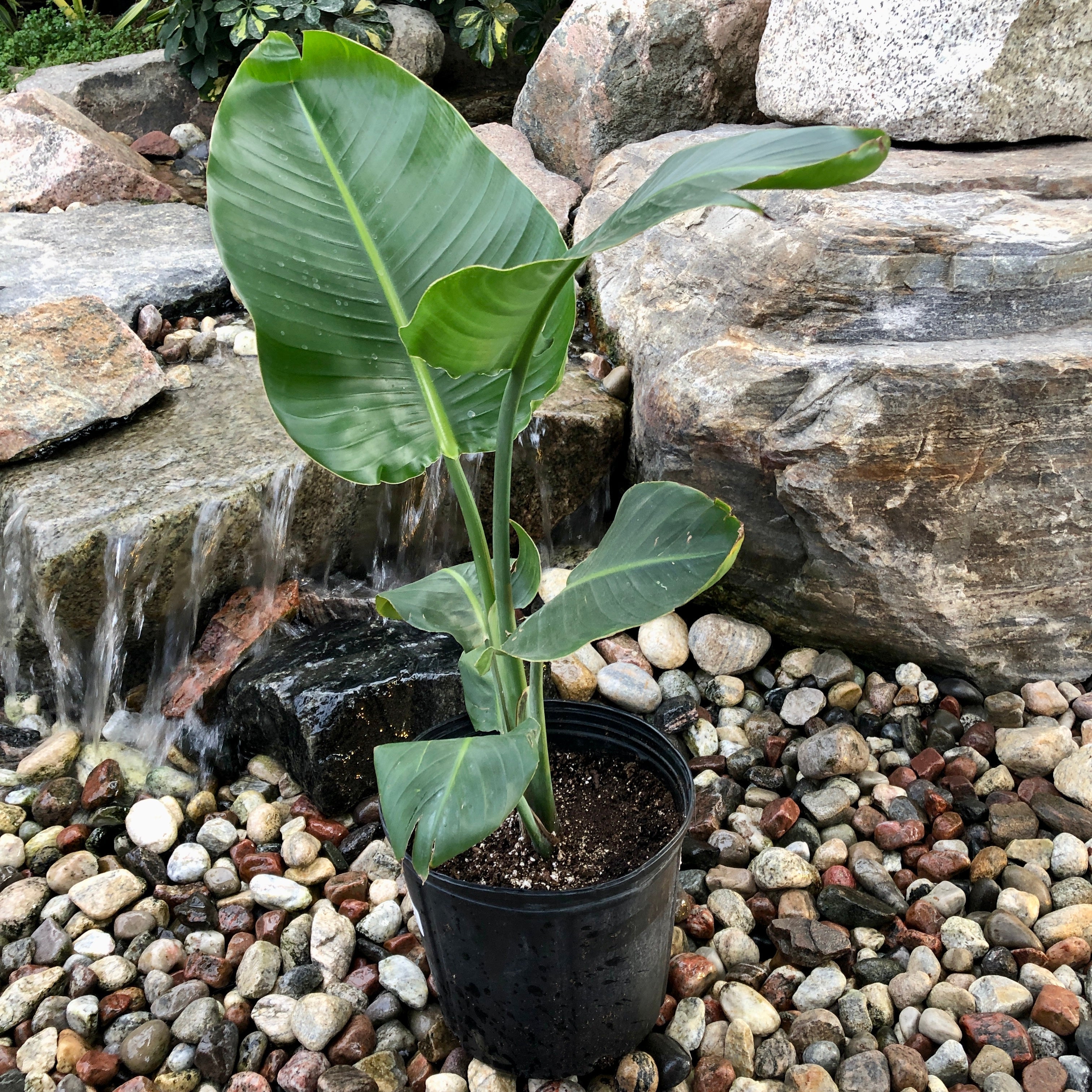 White Bird of Paradise (Strelitzia nicolai)