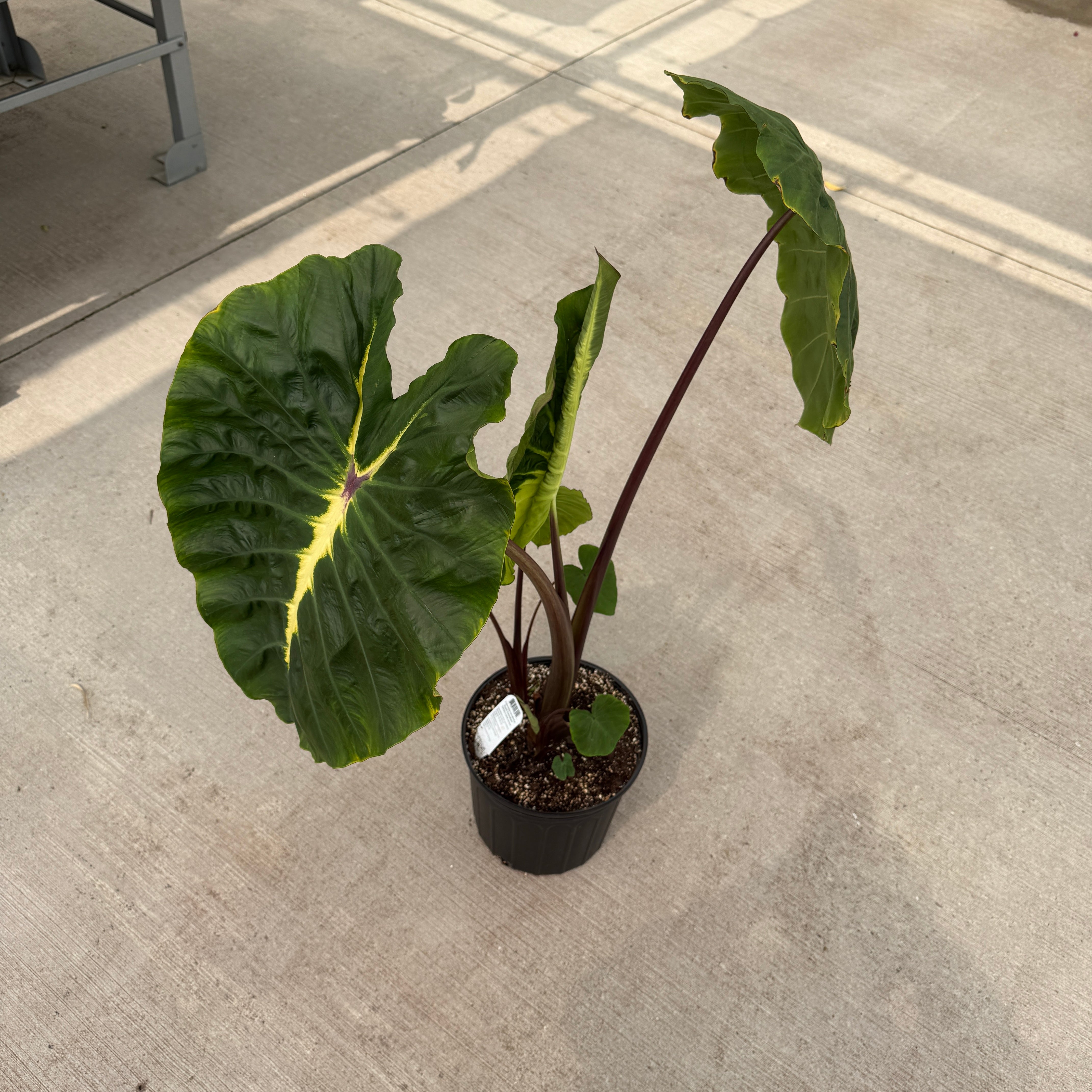 Colocasia 'Royal Hawaiian White Lava' (Colocasia esculenta 'Royal Hawaiian White Lava') - 8" Pot