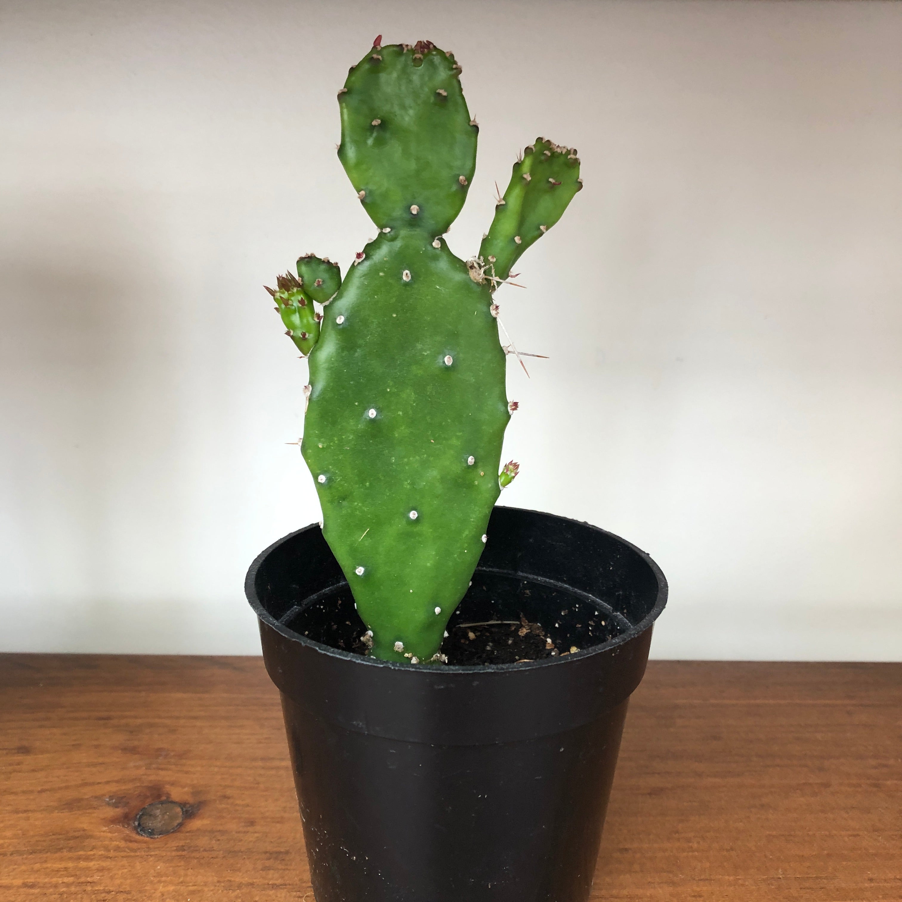 Prickly Pear Cactus (Opuntia Cactus)