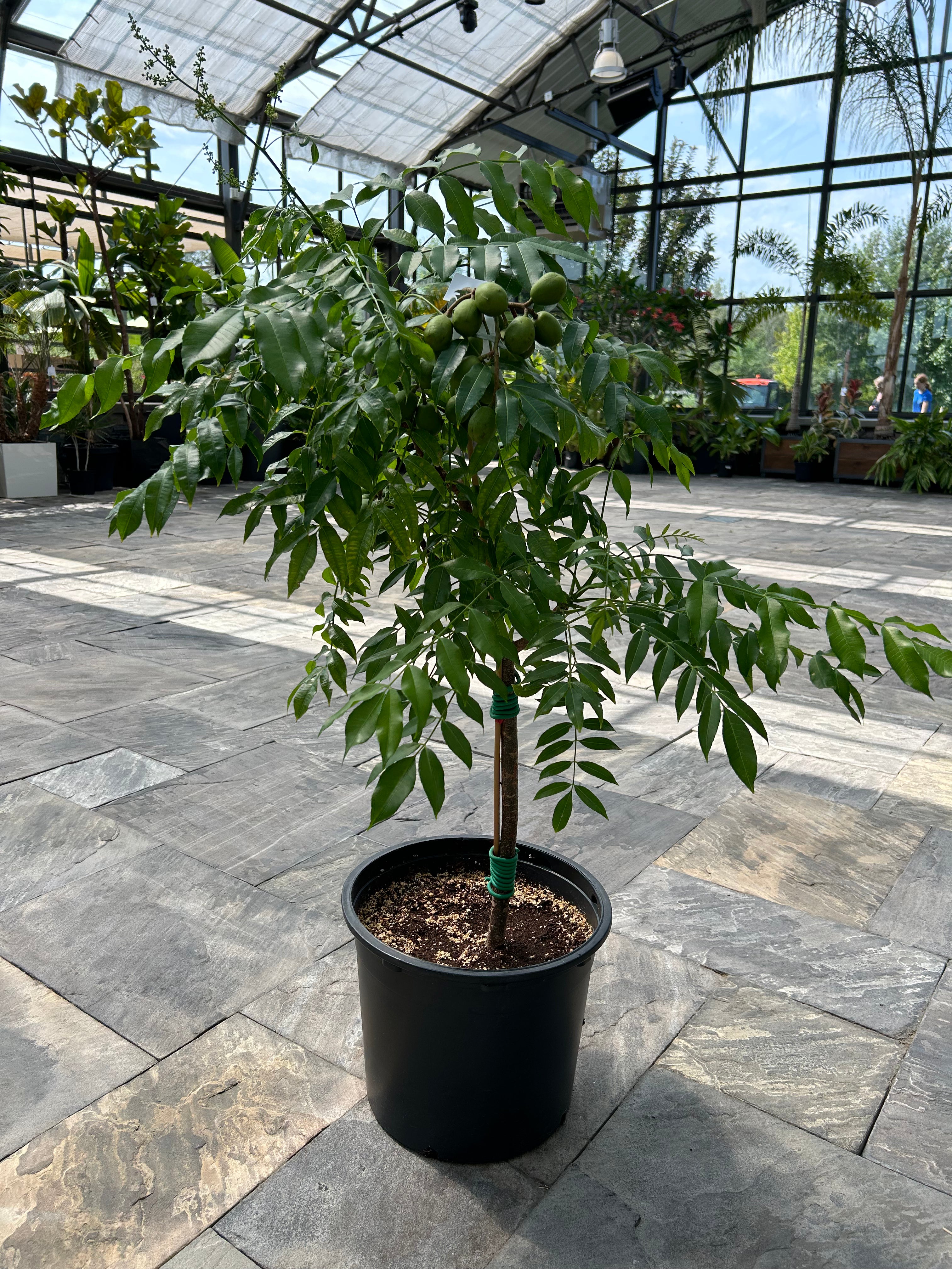 June Plum Tree (Spondias dulcis)