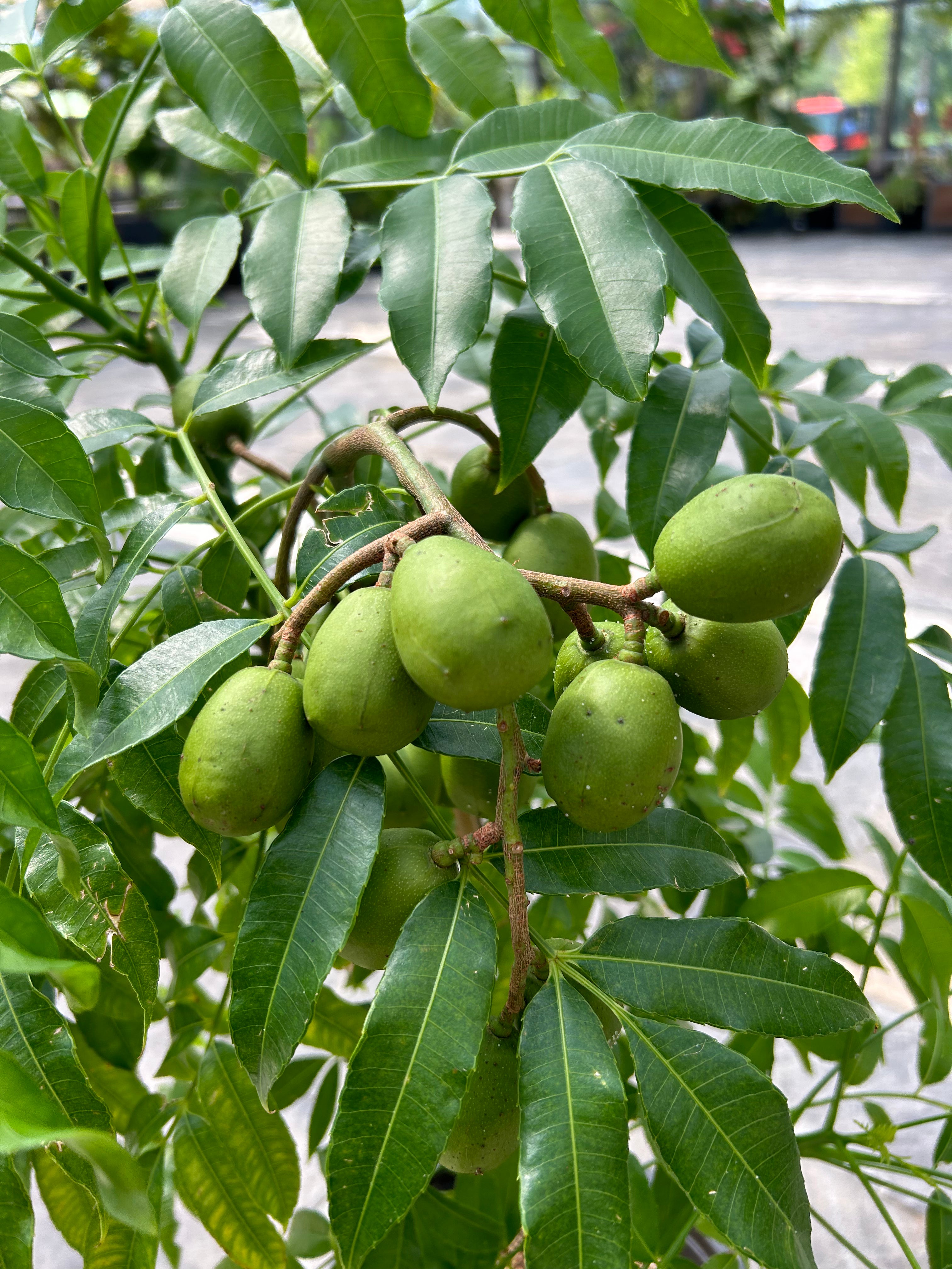 June Plum Tree (Spondias dulcis)