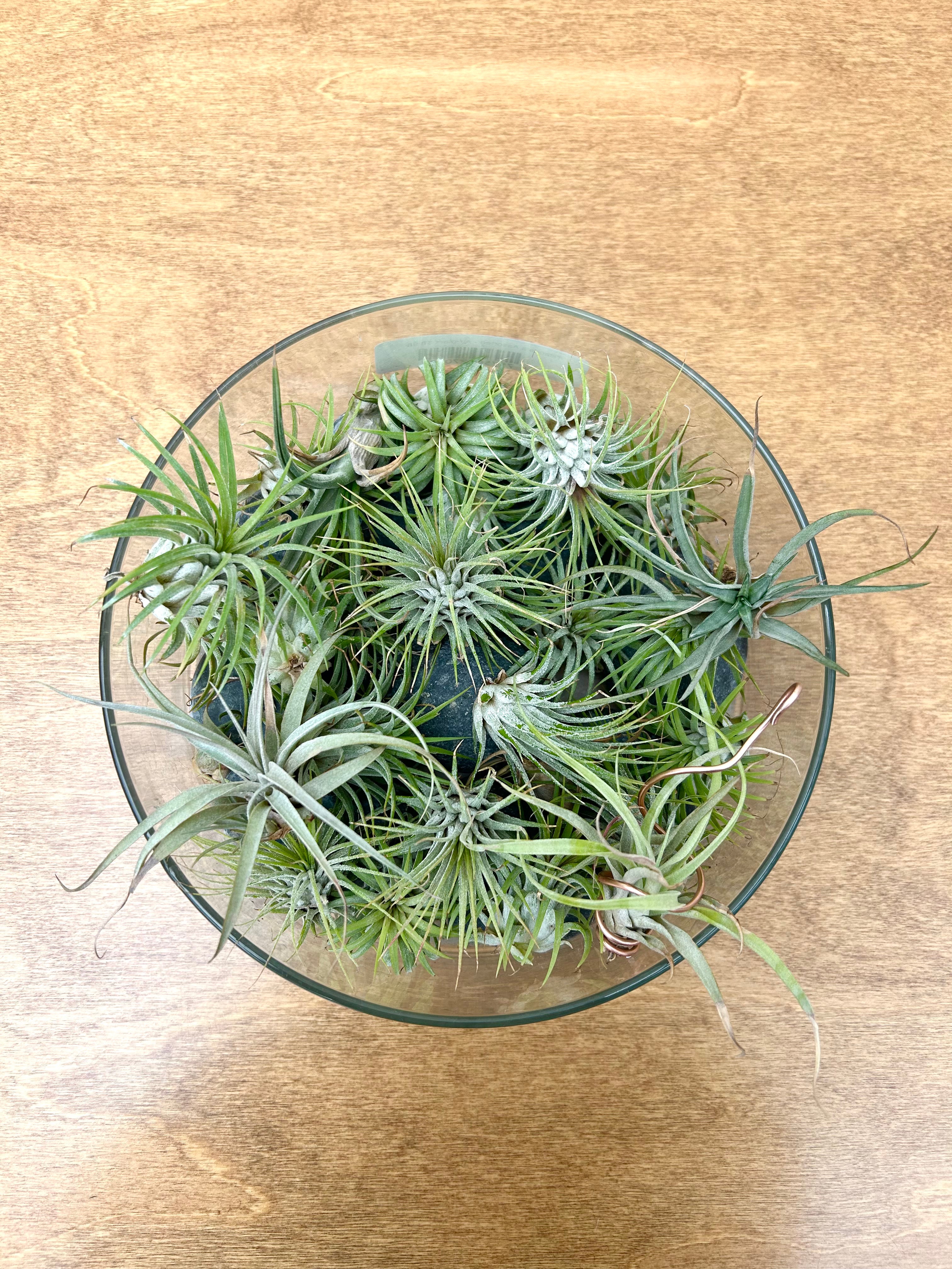 Air Plants (Tillandsia Assorted)