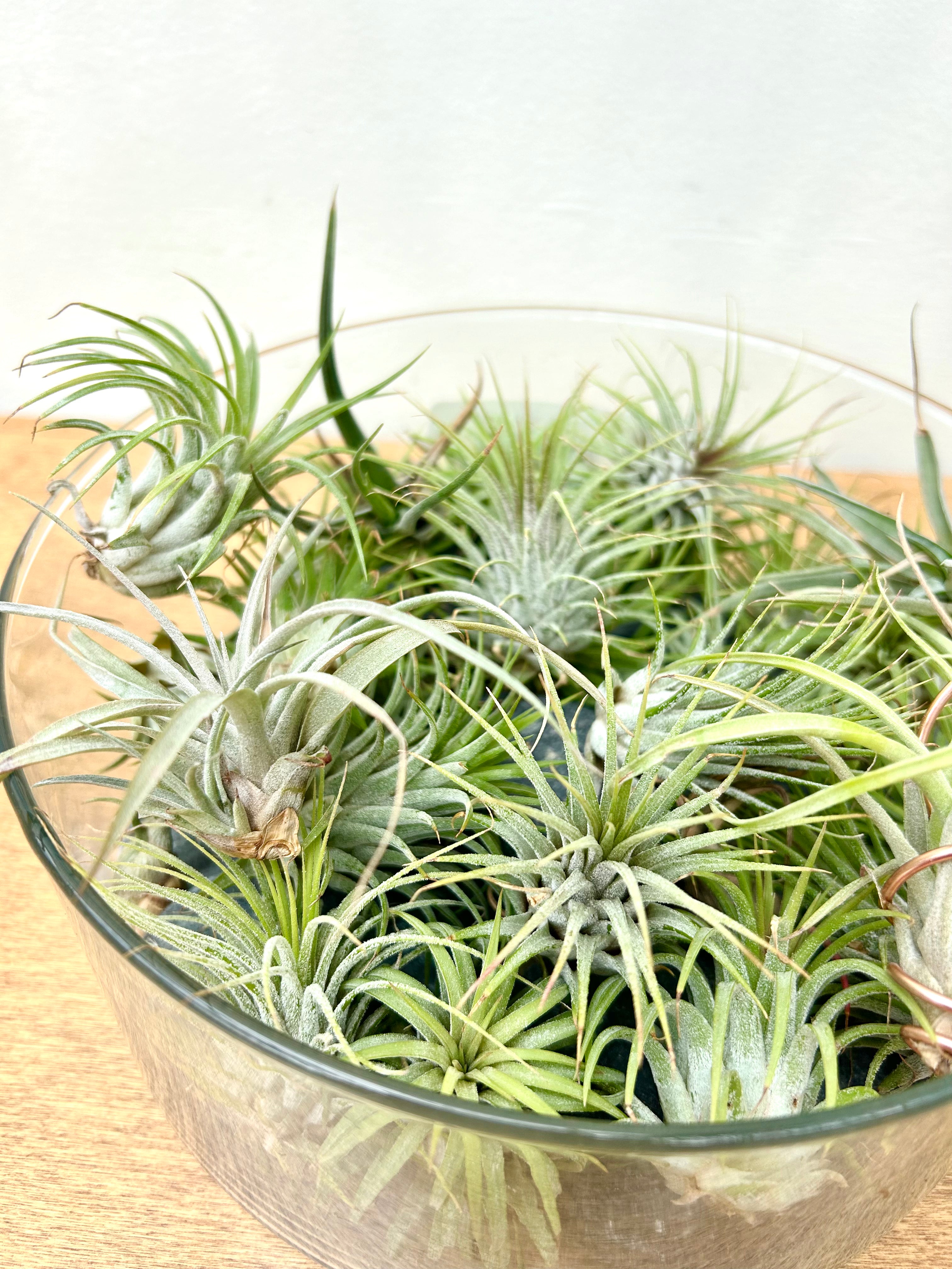 Air Plants (Tillandsia Assorted)