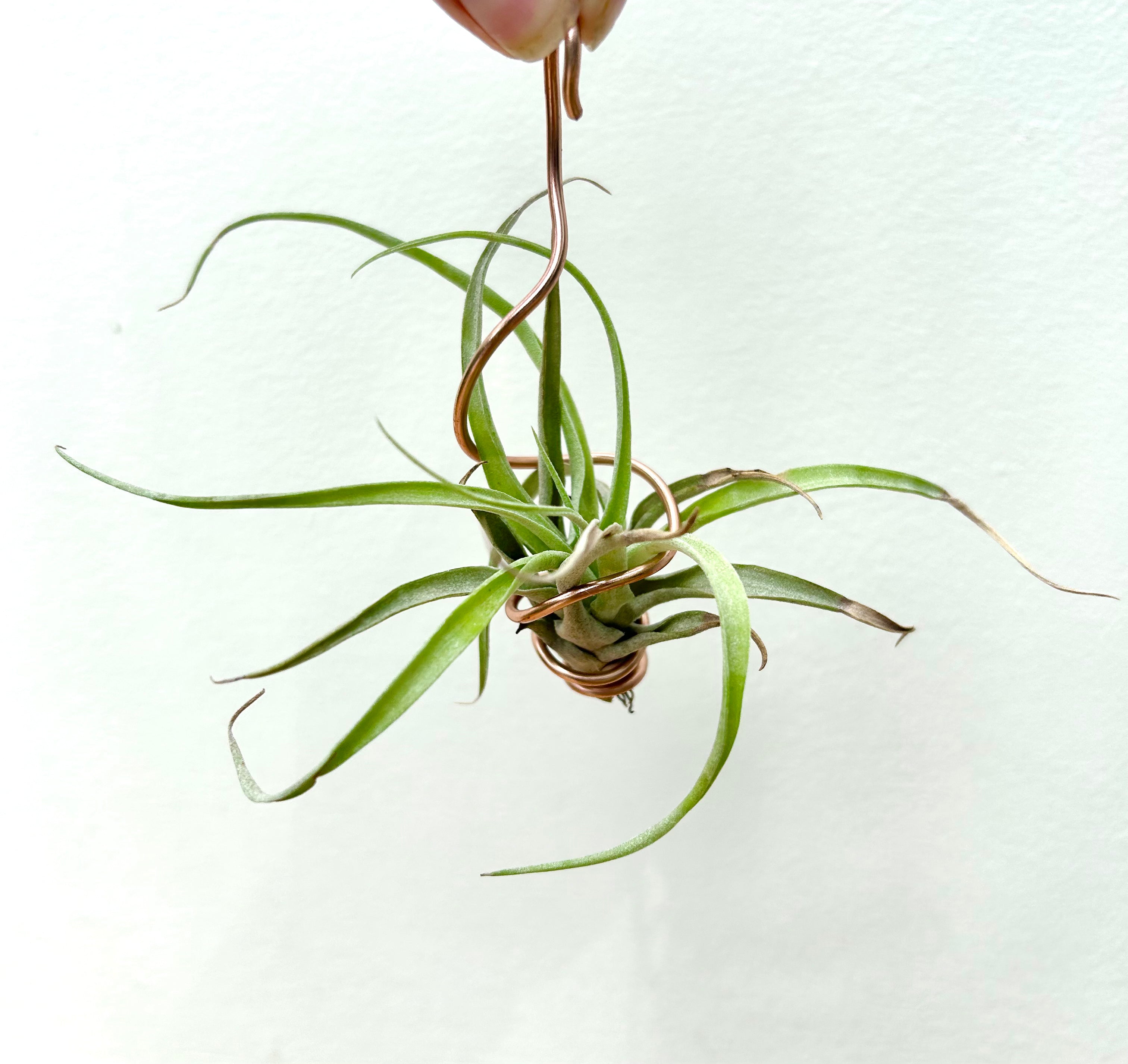 Air Plants (Tillandsia Assorted)