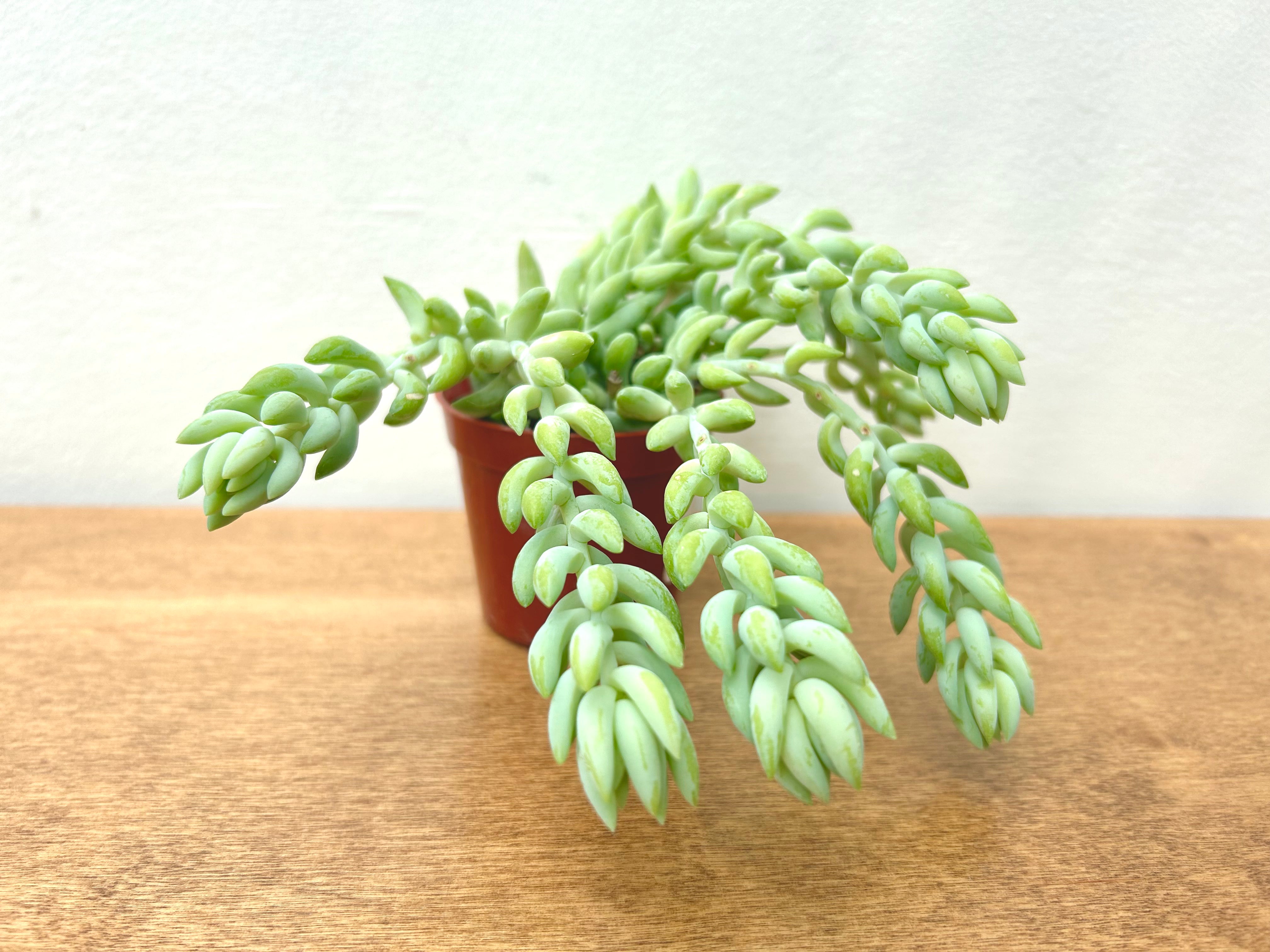 Burro's Tail (Sedum morganianum)