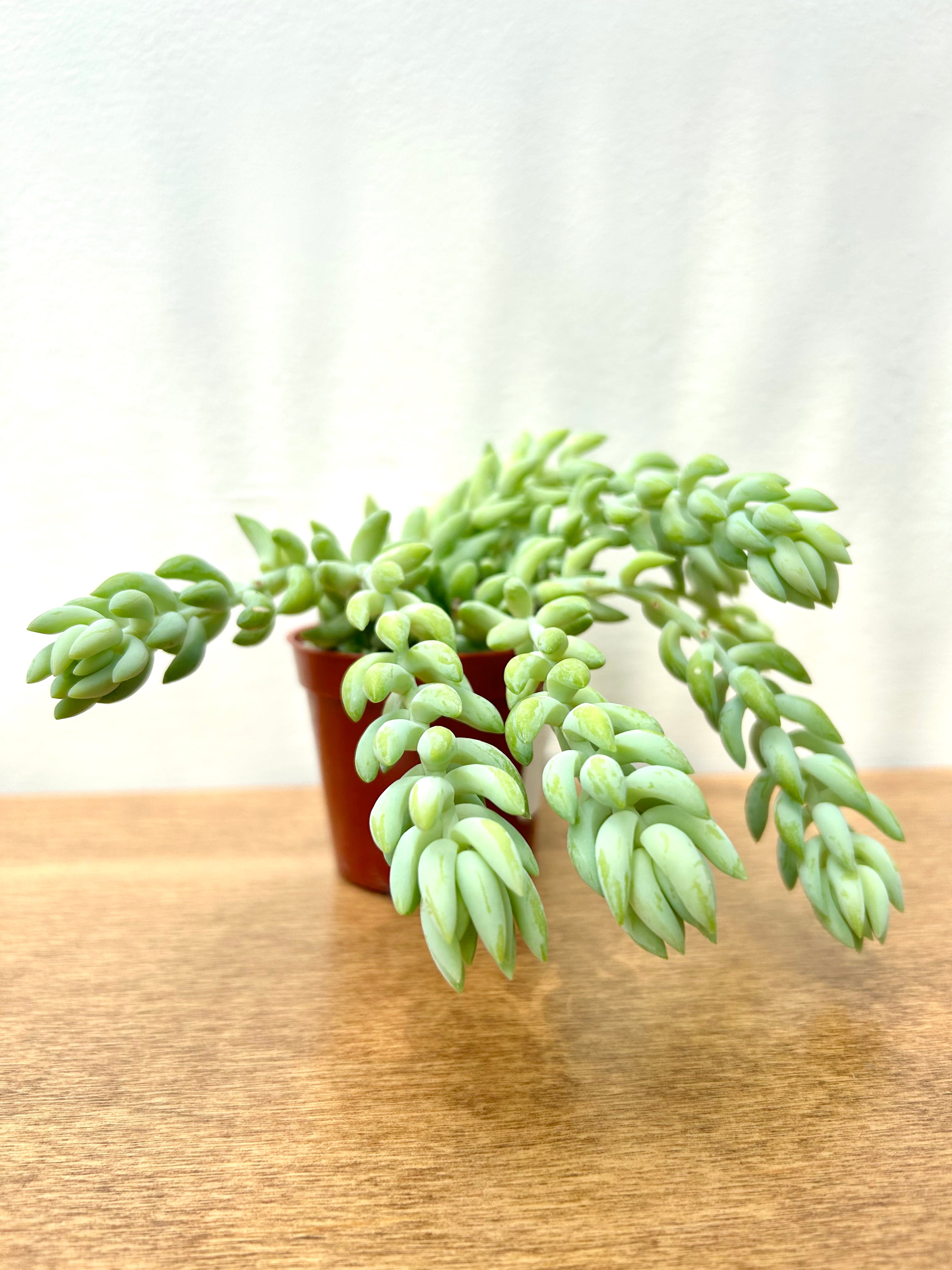 Burro's Tail (Sedum morganianum)