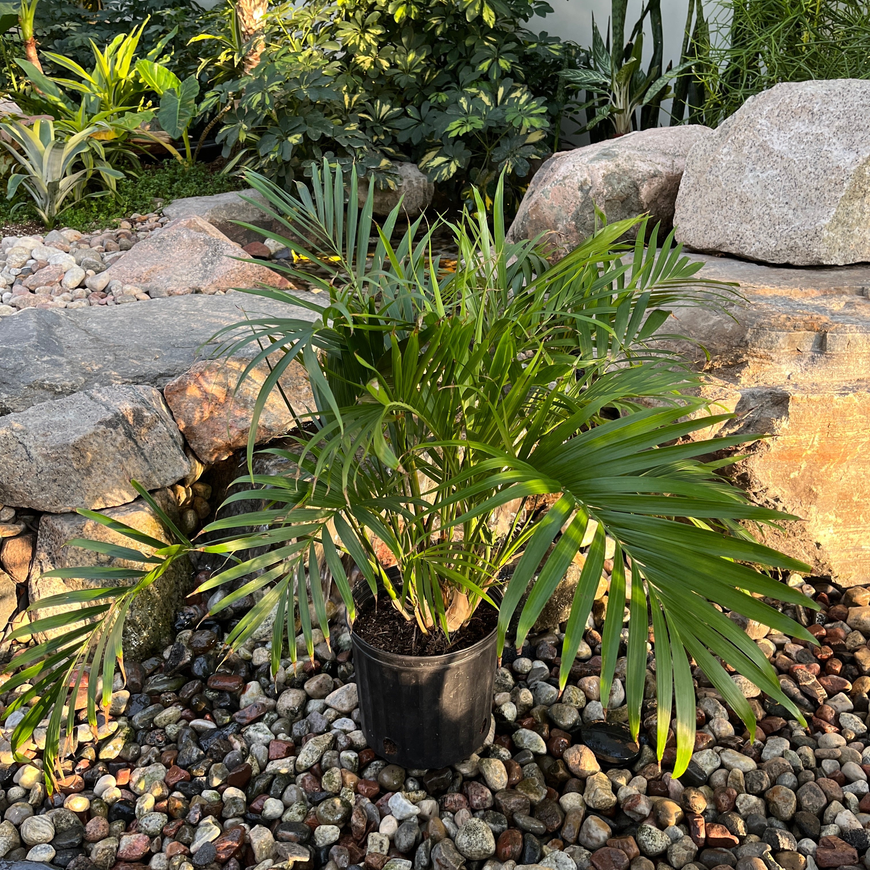 Cat Palm (Chamaedorea cataractarum)