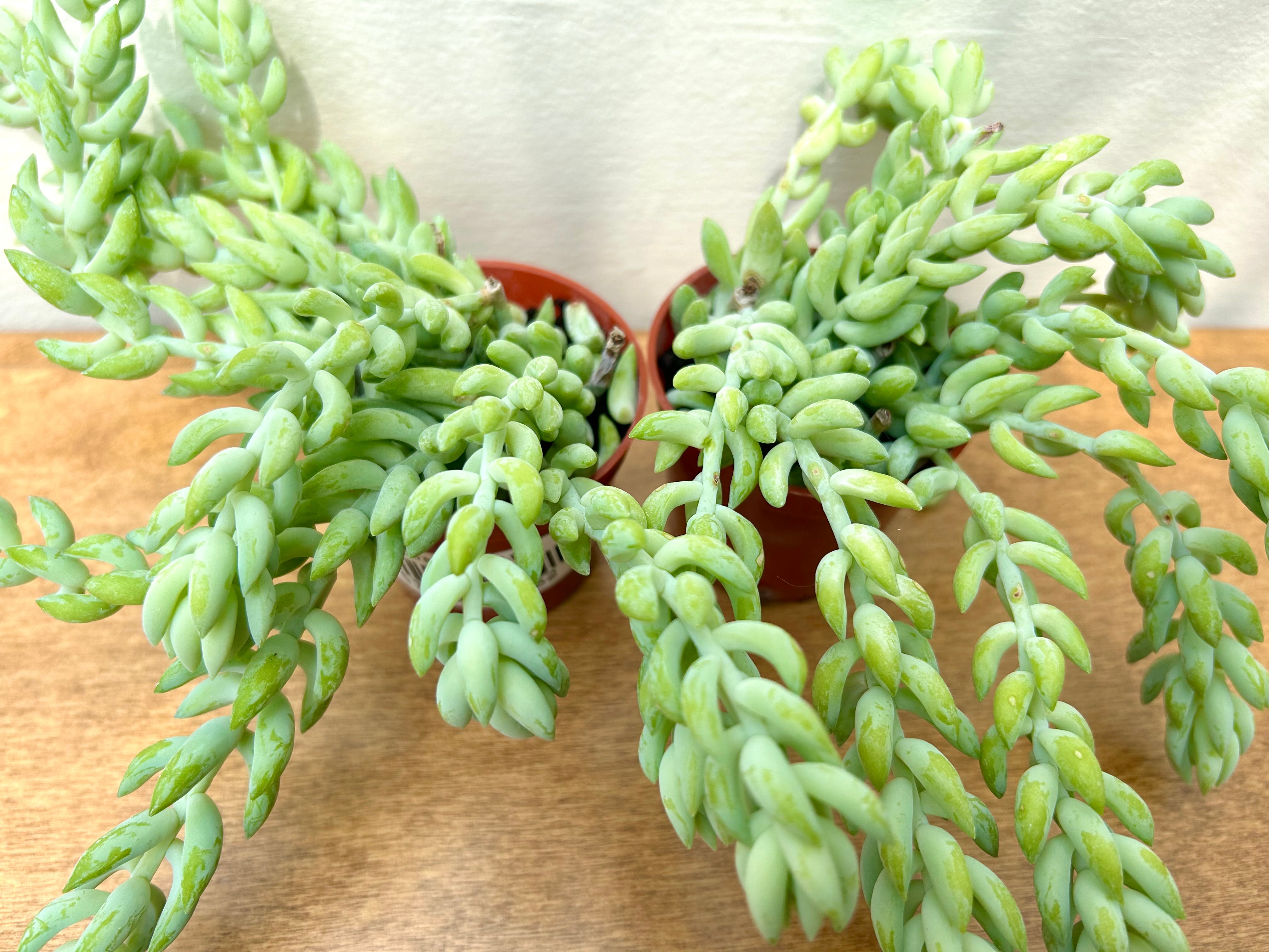 Burro's Tail (Sedum morganianum)