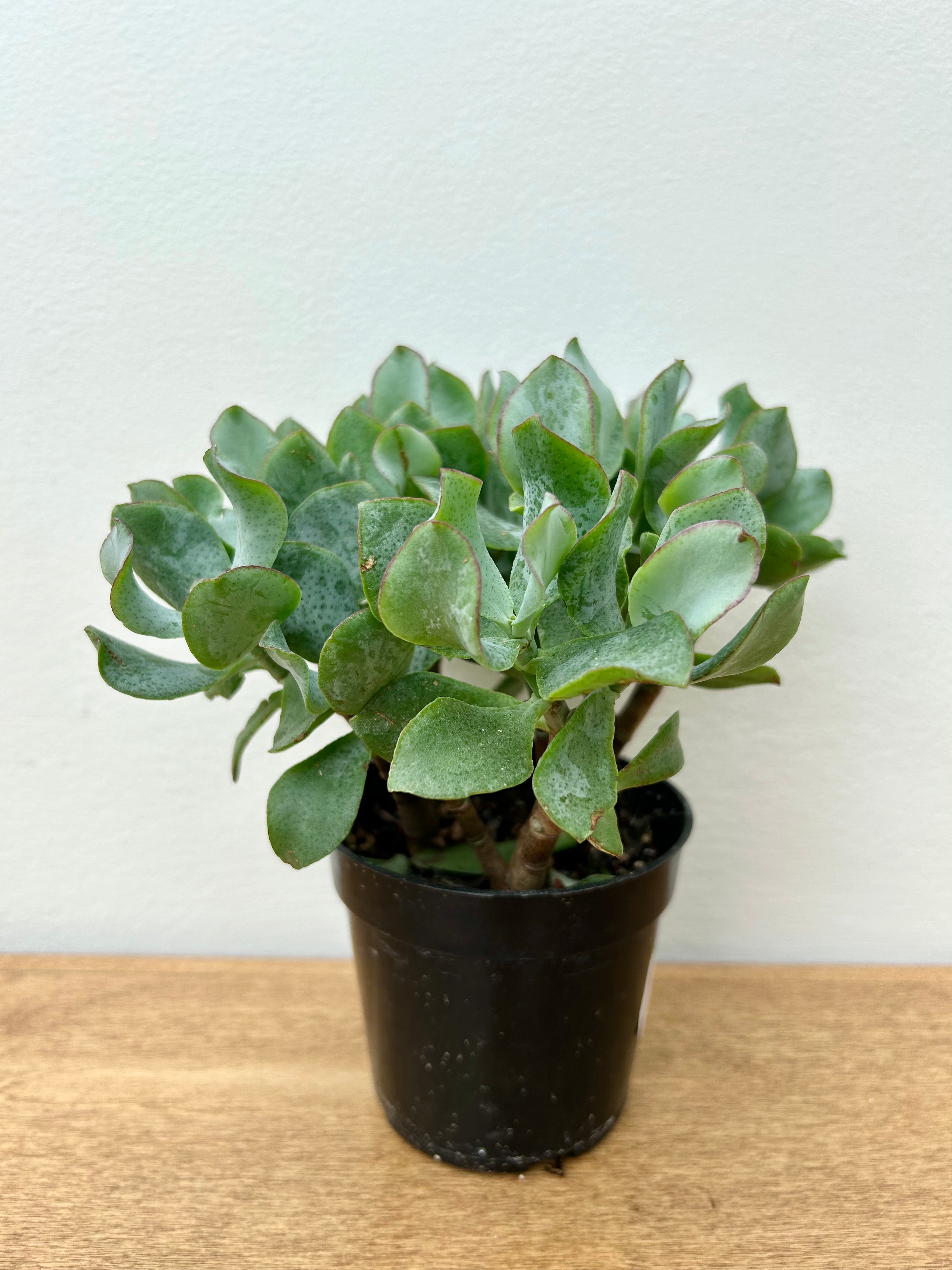 Jade Plant (Crassula ovata)