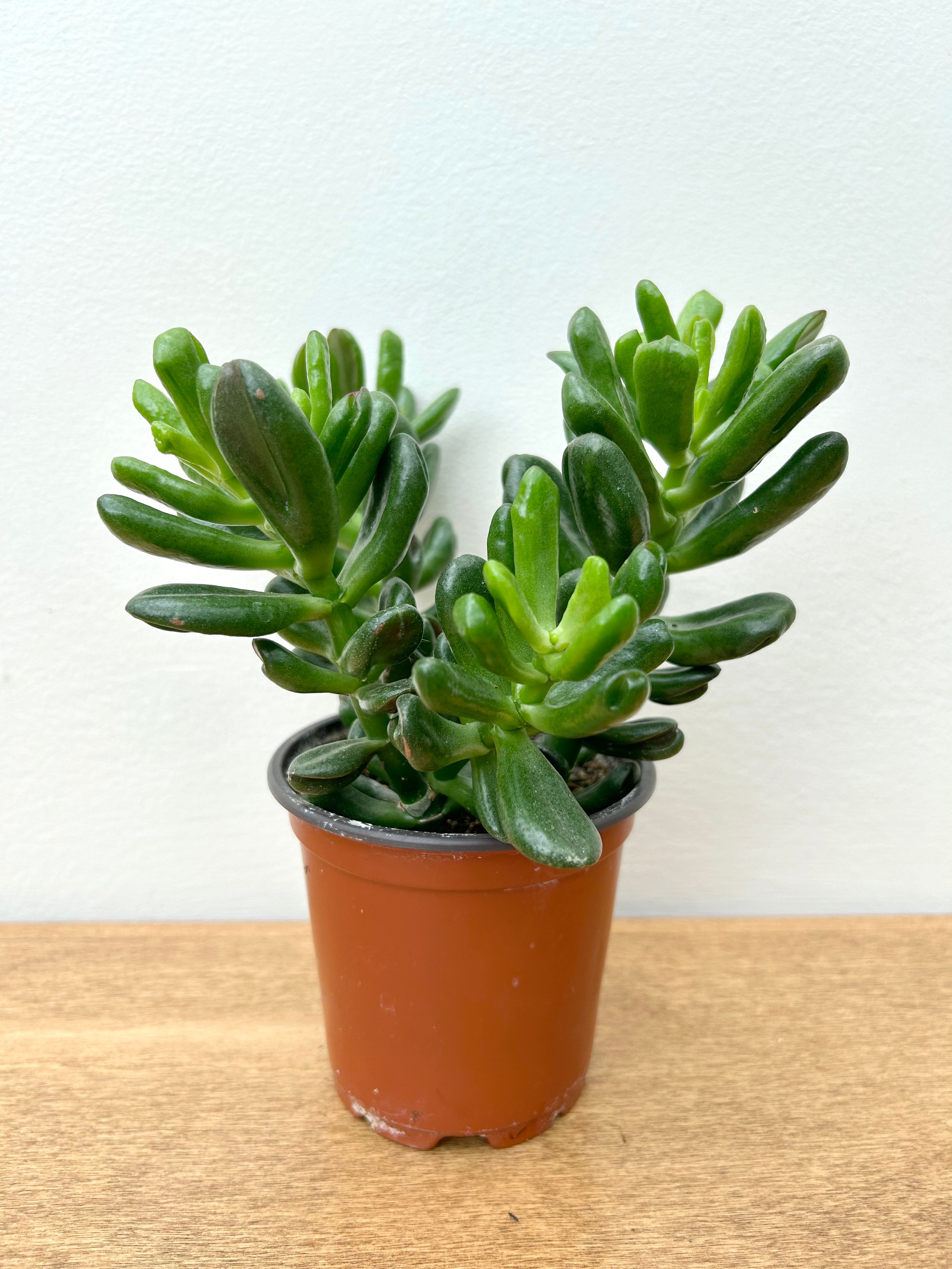 Jade Plant (Crassula ovata)