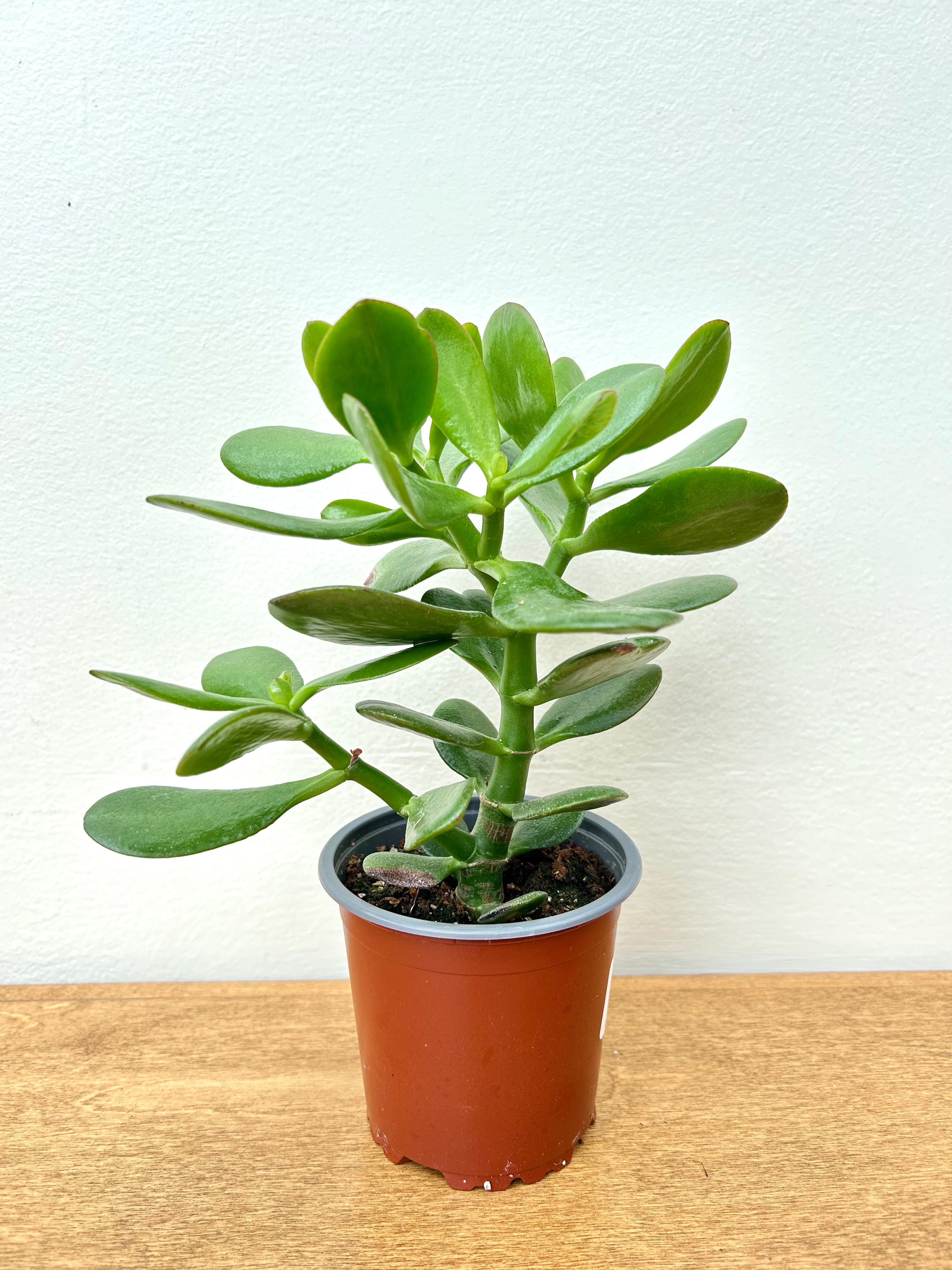 Jade Plant (Crassula ovata)