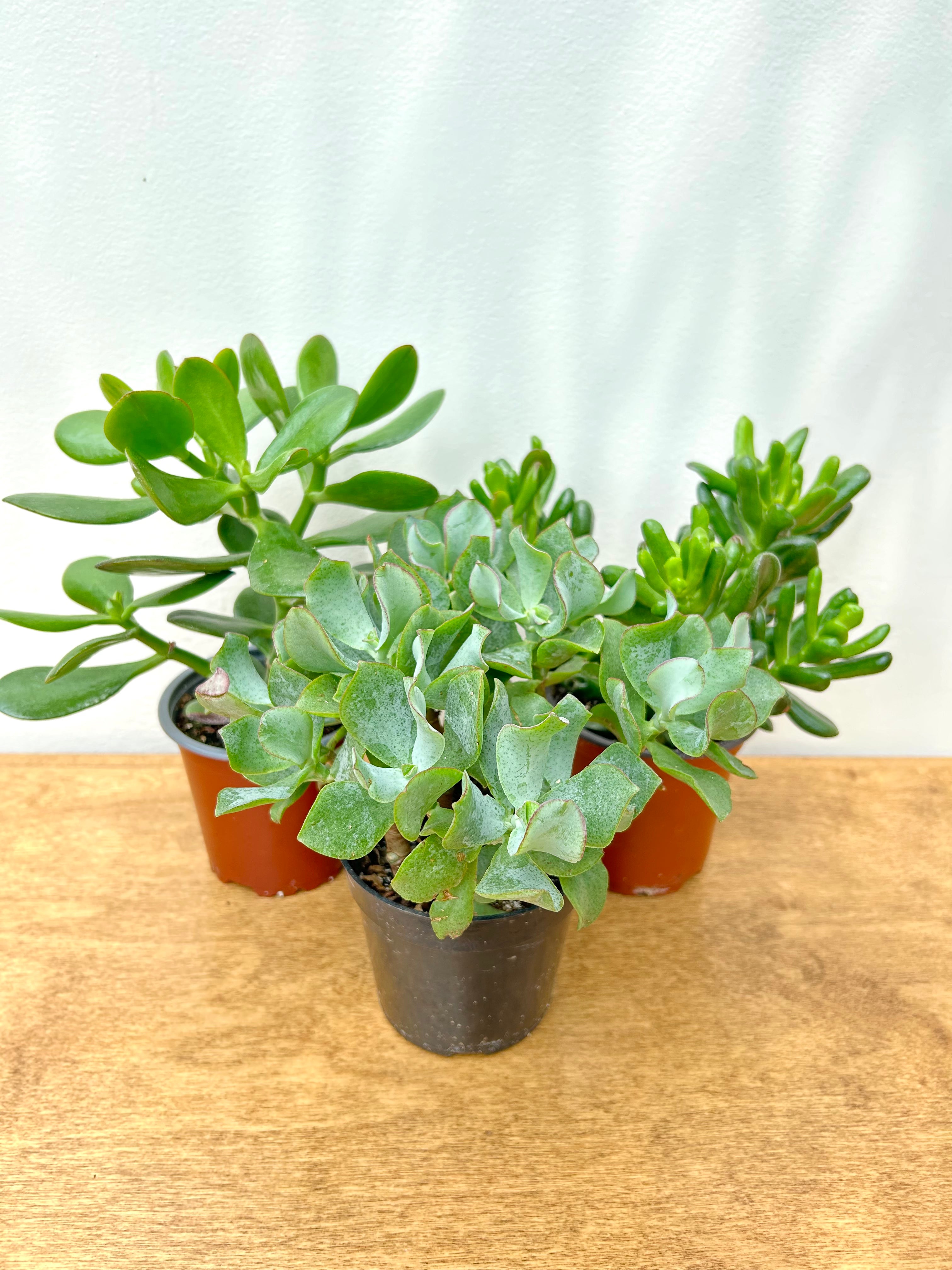 Jade Plant (Crassula ovata)