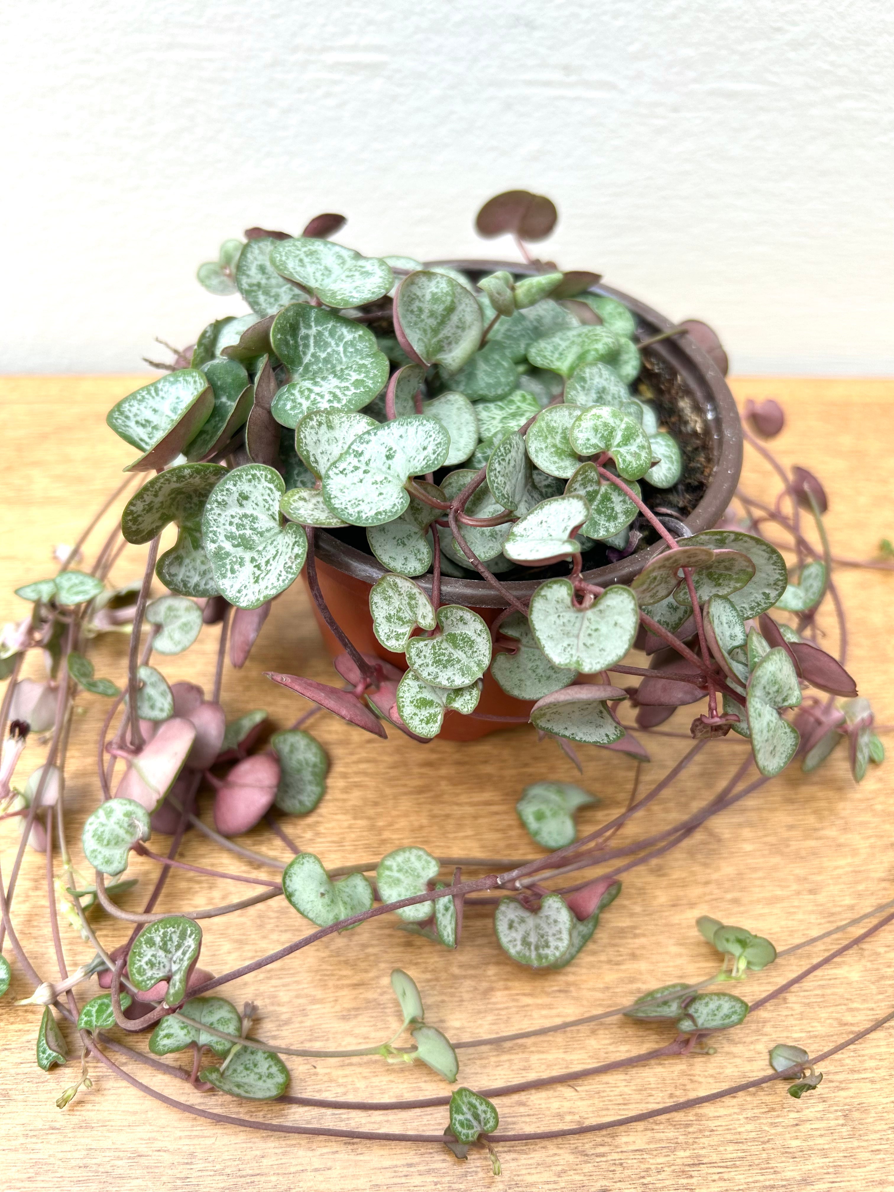 String of Hearts (Ceropegia woodii)