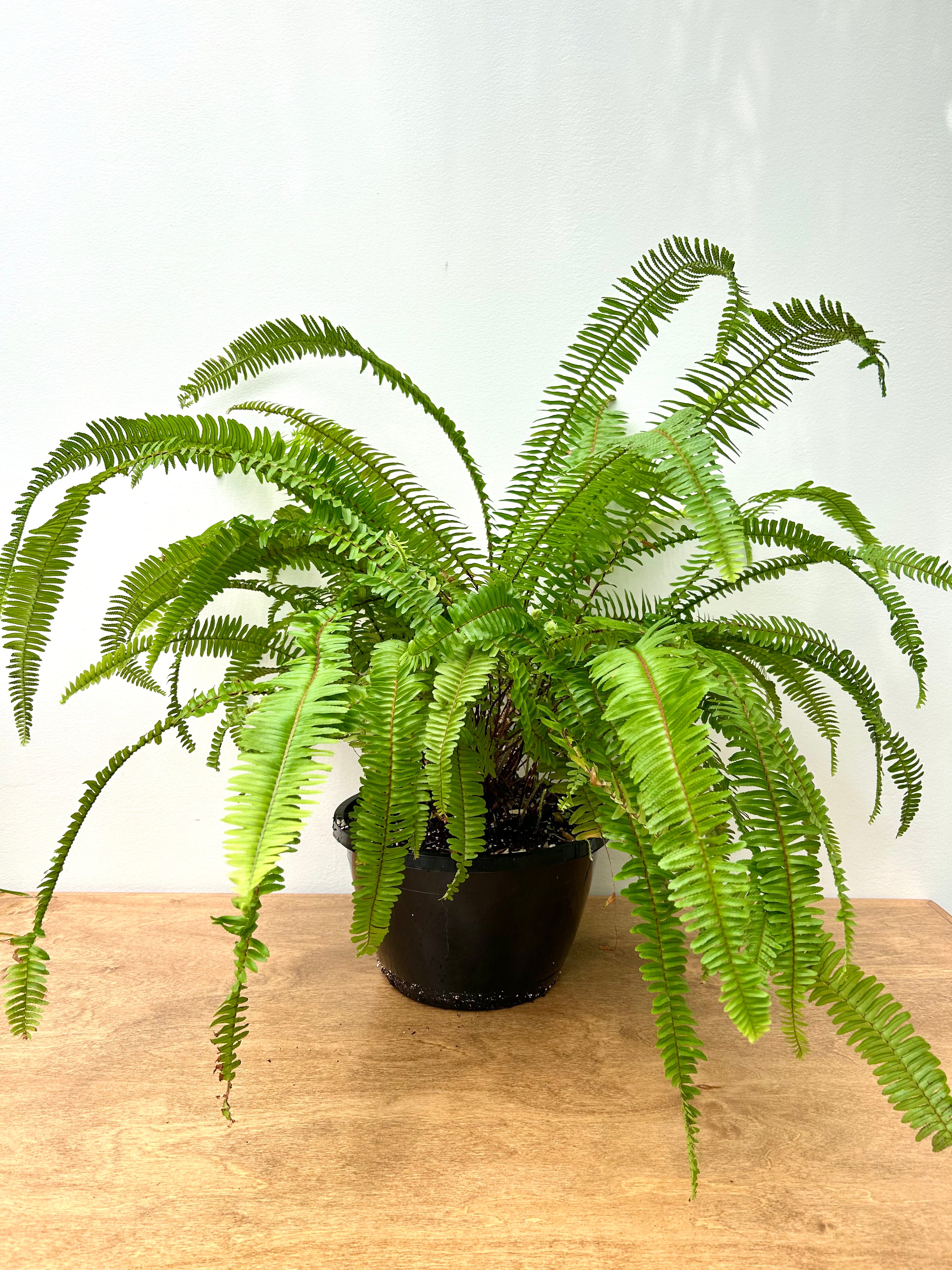 Kimberly Queen Fern (Nephrolepis obliterata)