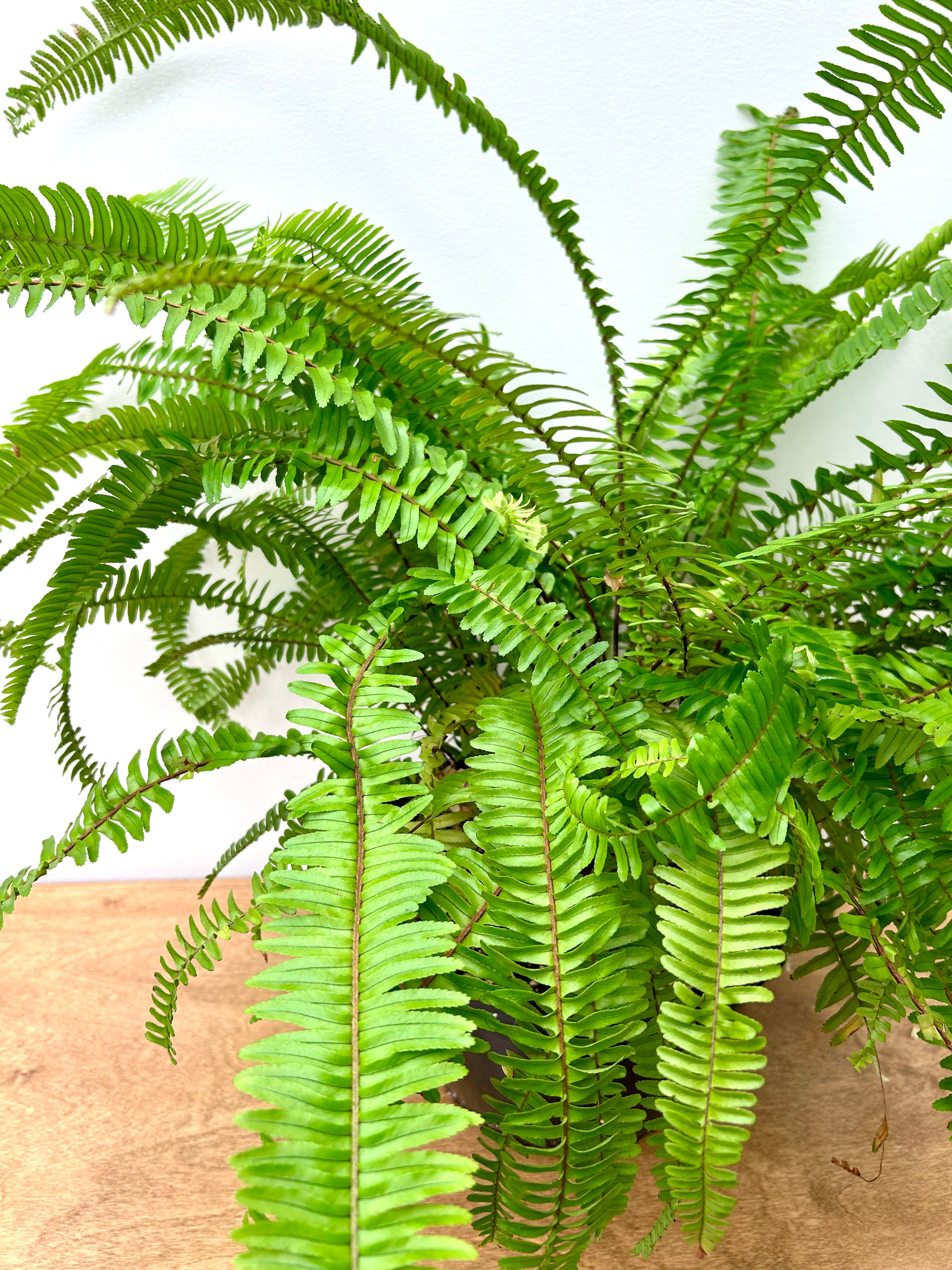 Kimberly Queen Fern (Nephrolepis obliterata)