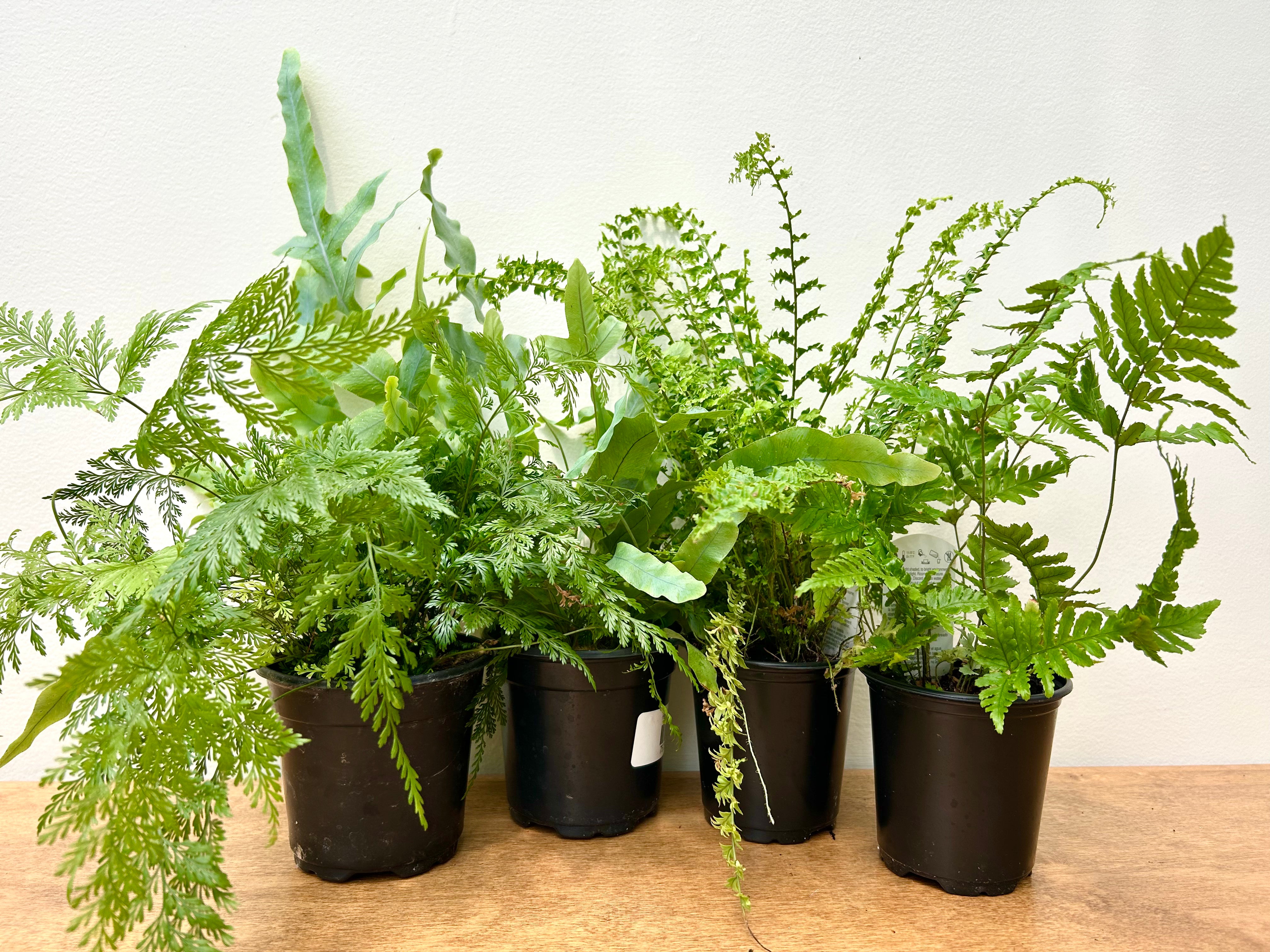 Ferns (Assorted)