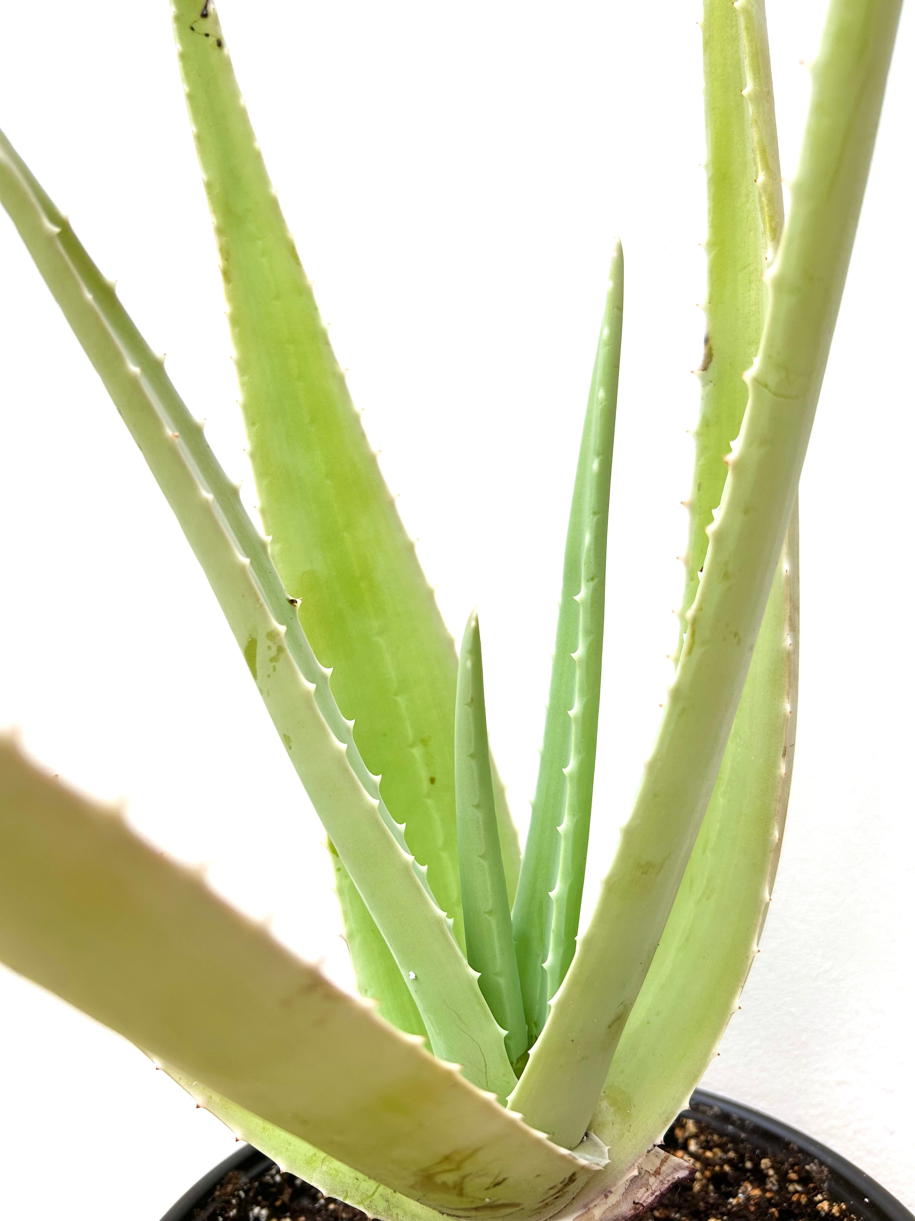 Aloe Vera (Aloe barbadensis)