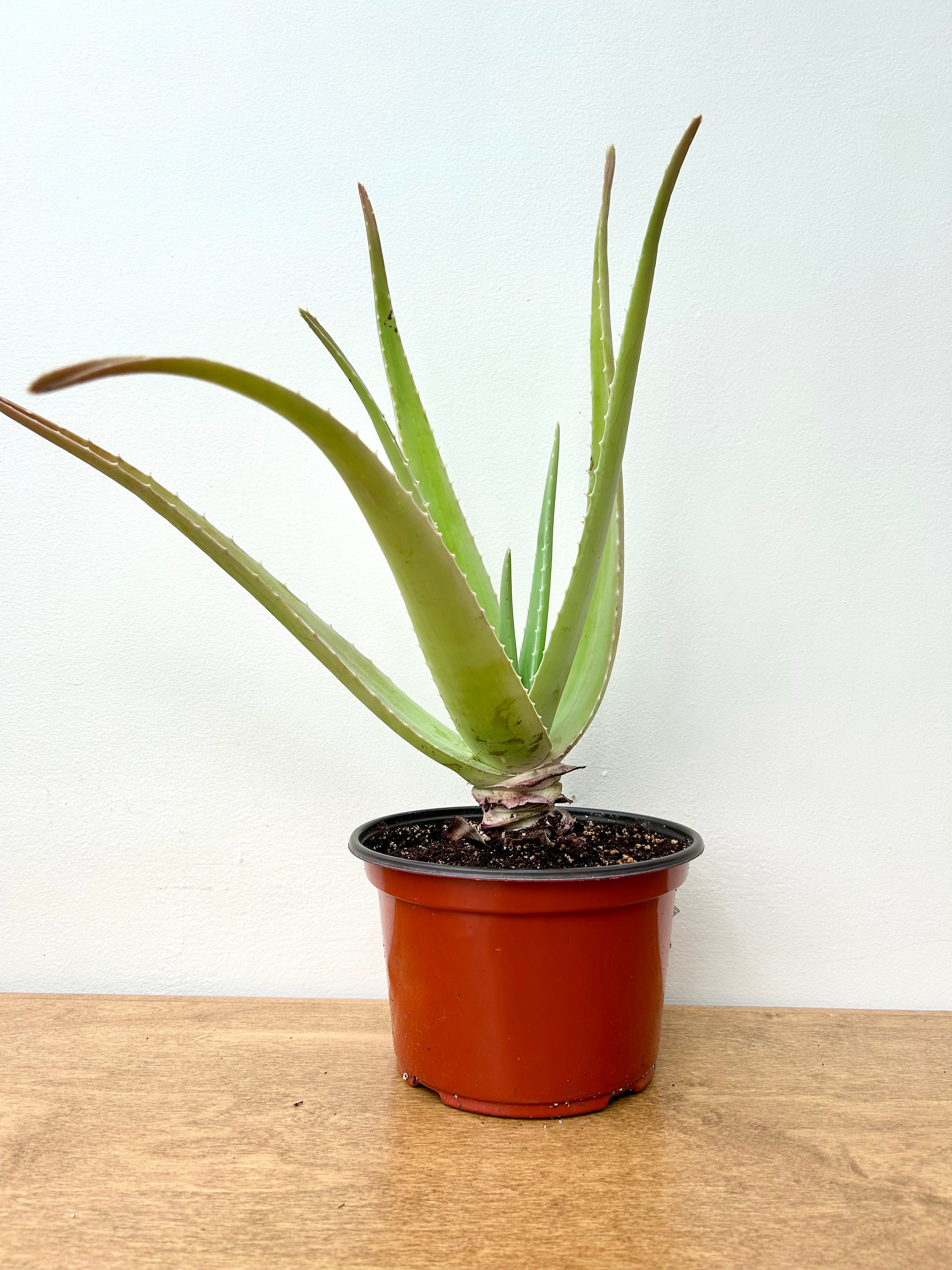 Aloe Vera (Aloe barbadensis)