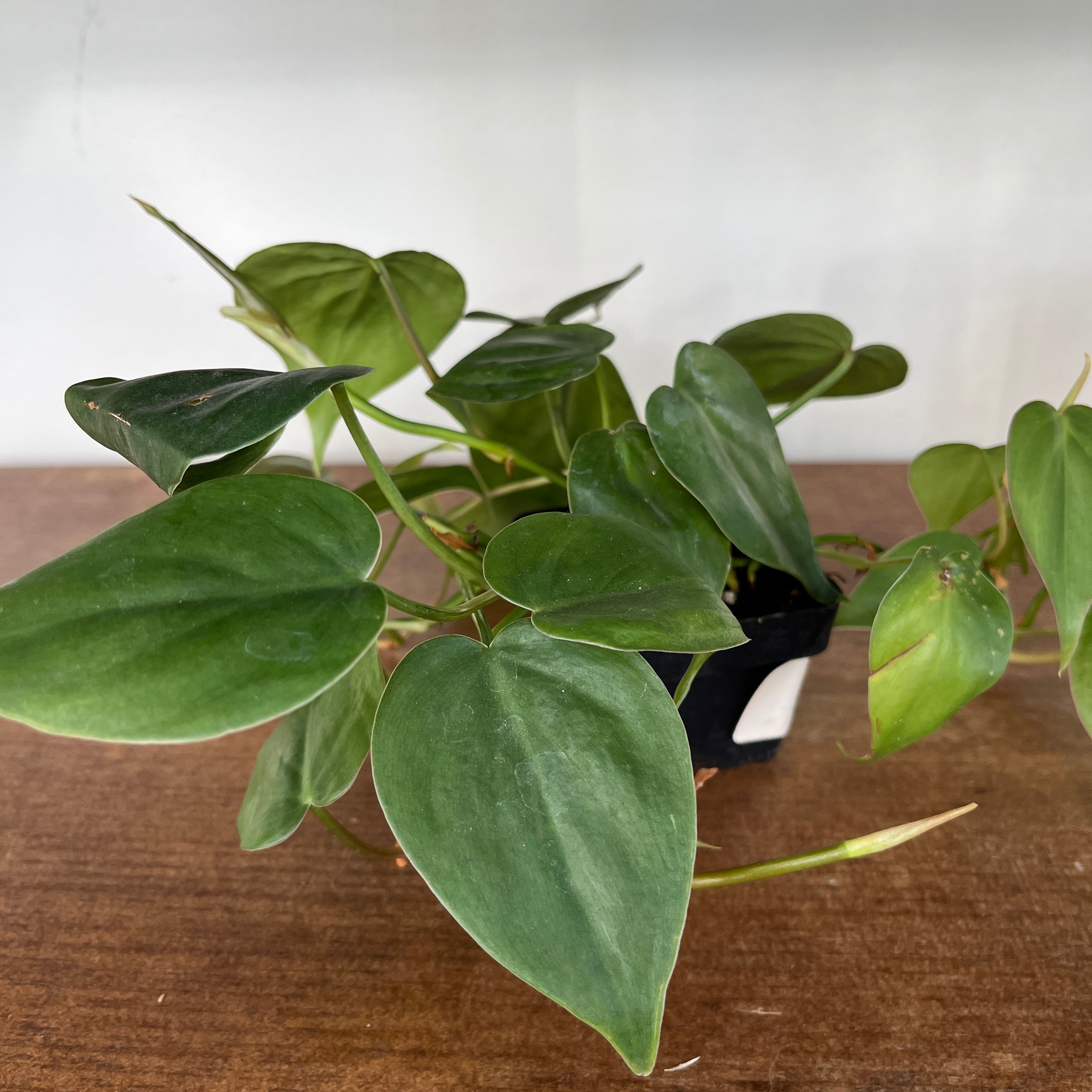 Heart-Leaf Philodendron (Philodendron cordatum)