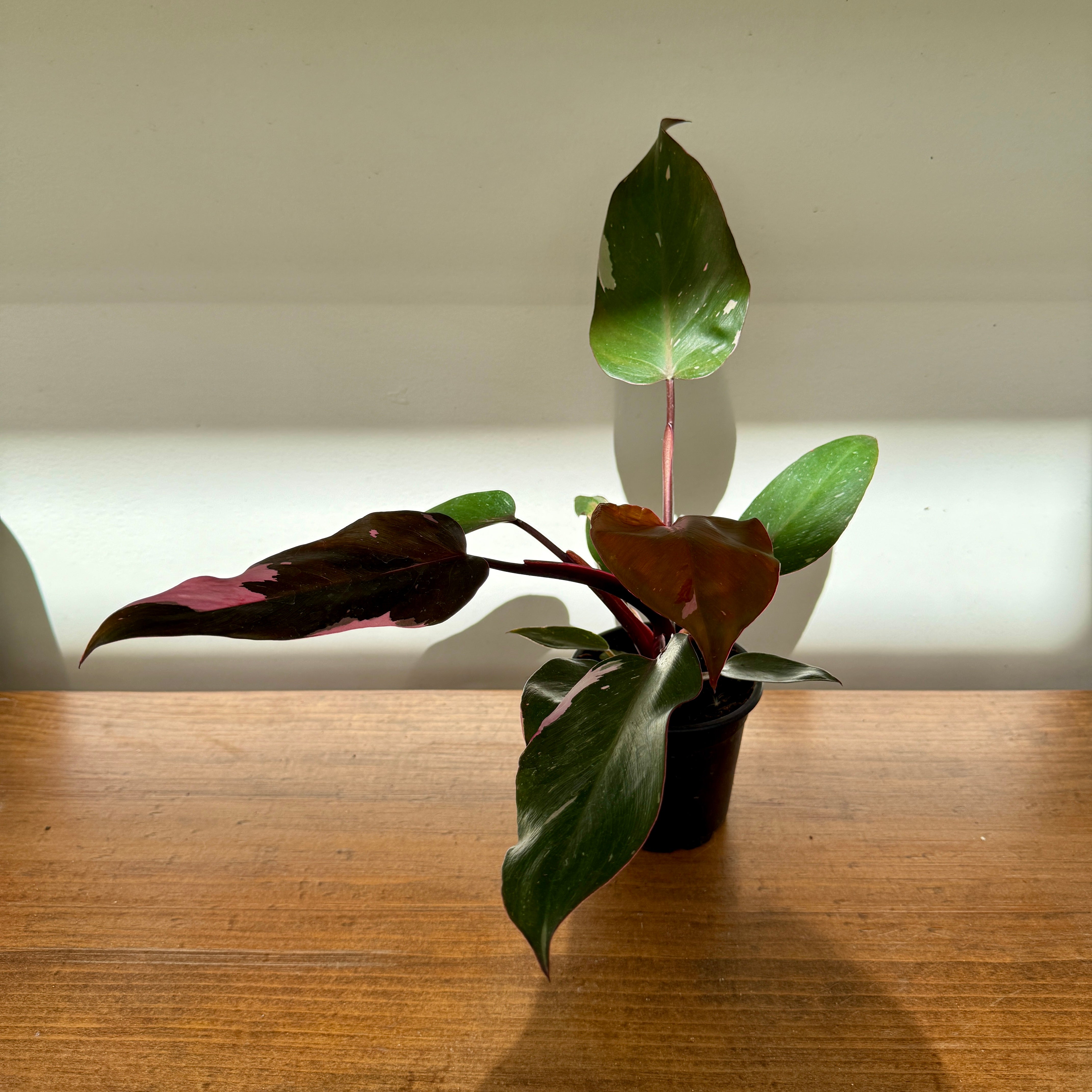 Philodendron ‘Pink Princess’ (Philodendron erubescens ‘Pink Princess’) – 4" Pot