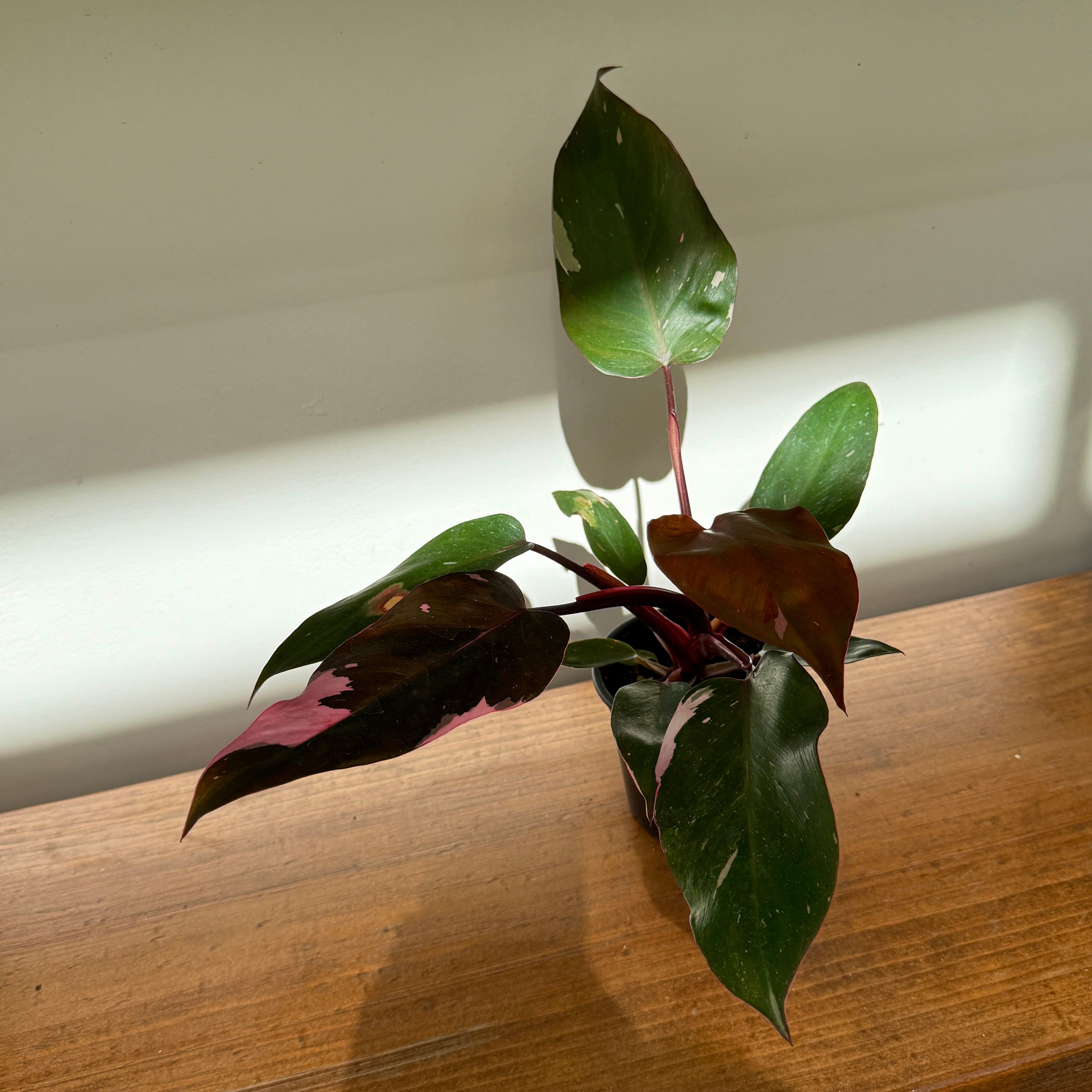 Philodendron ‘Pink Princess’ (Philodendron erubescens ‘Pink Princess’) – 4" Pot