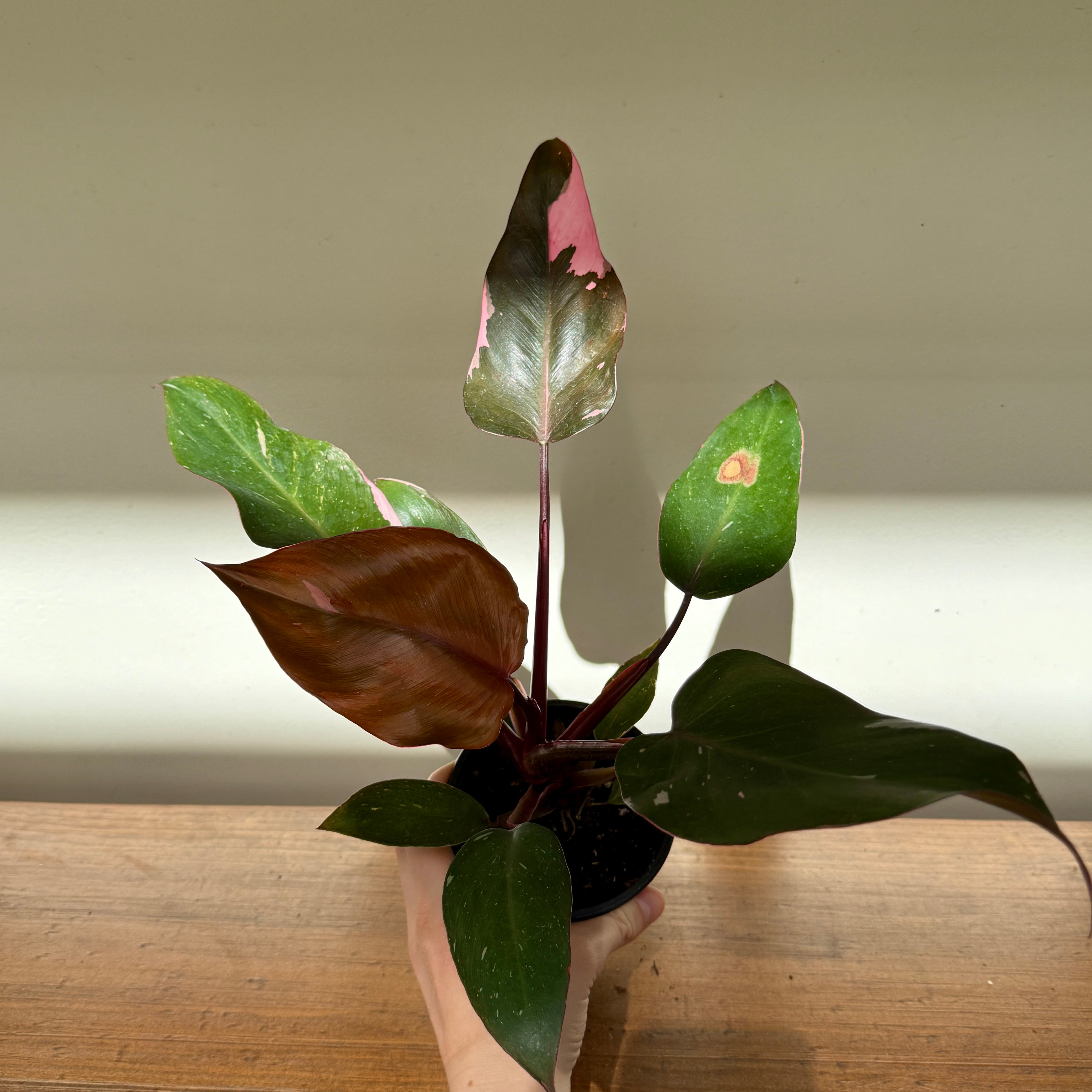 Philodendron ‘Pink Princess’ (Philodendron erubescens ‘Pink Princess’) – 4" Pot