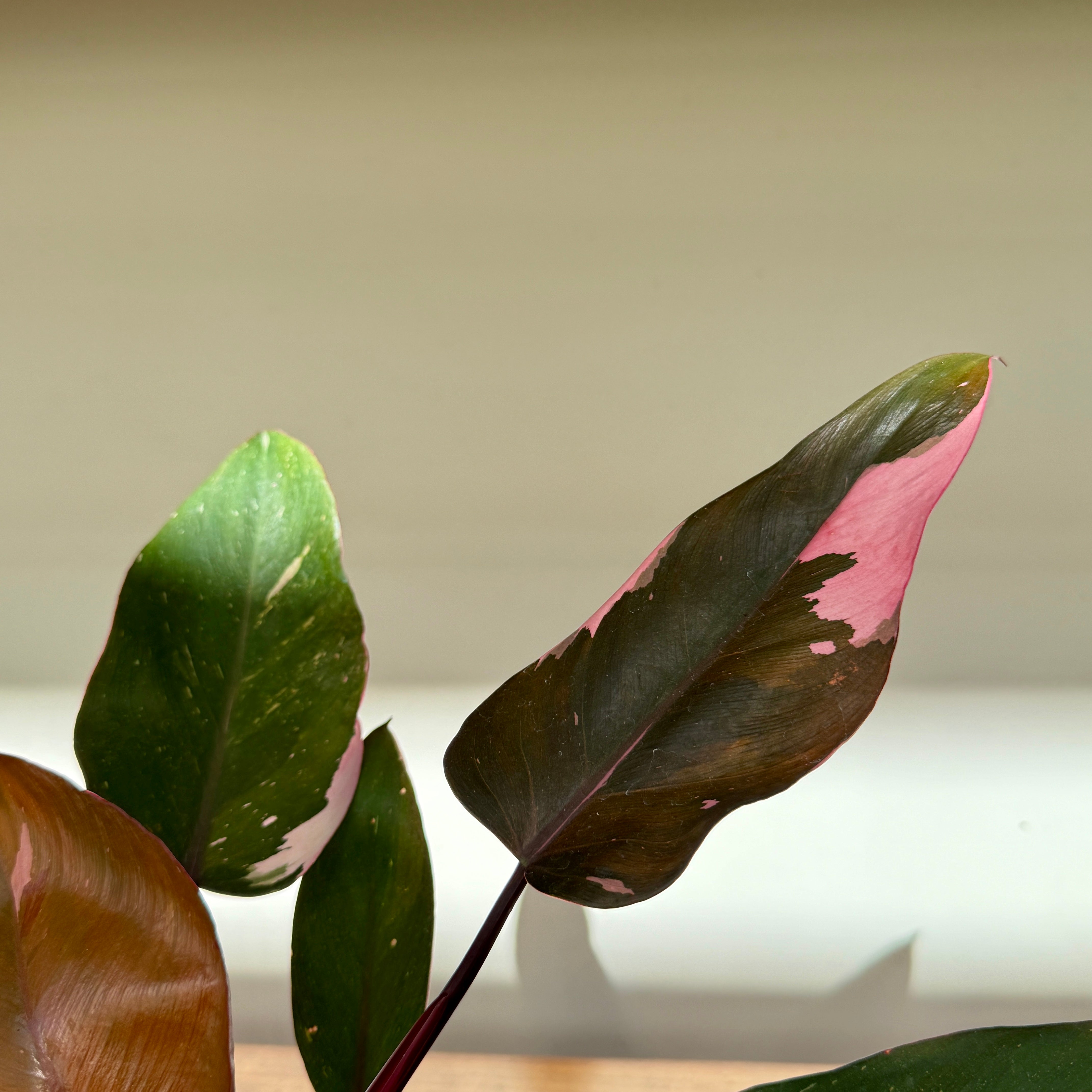 Philodendron ‘Pink Princess’ (Philodendron erubescens ‘Pink Princess’) – 4" Pot