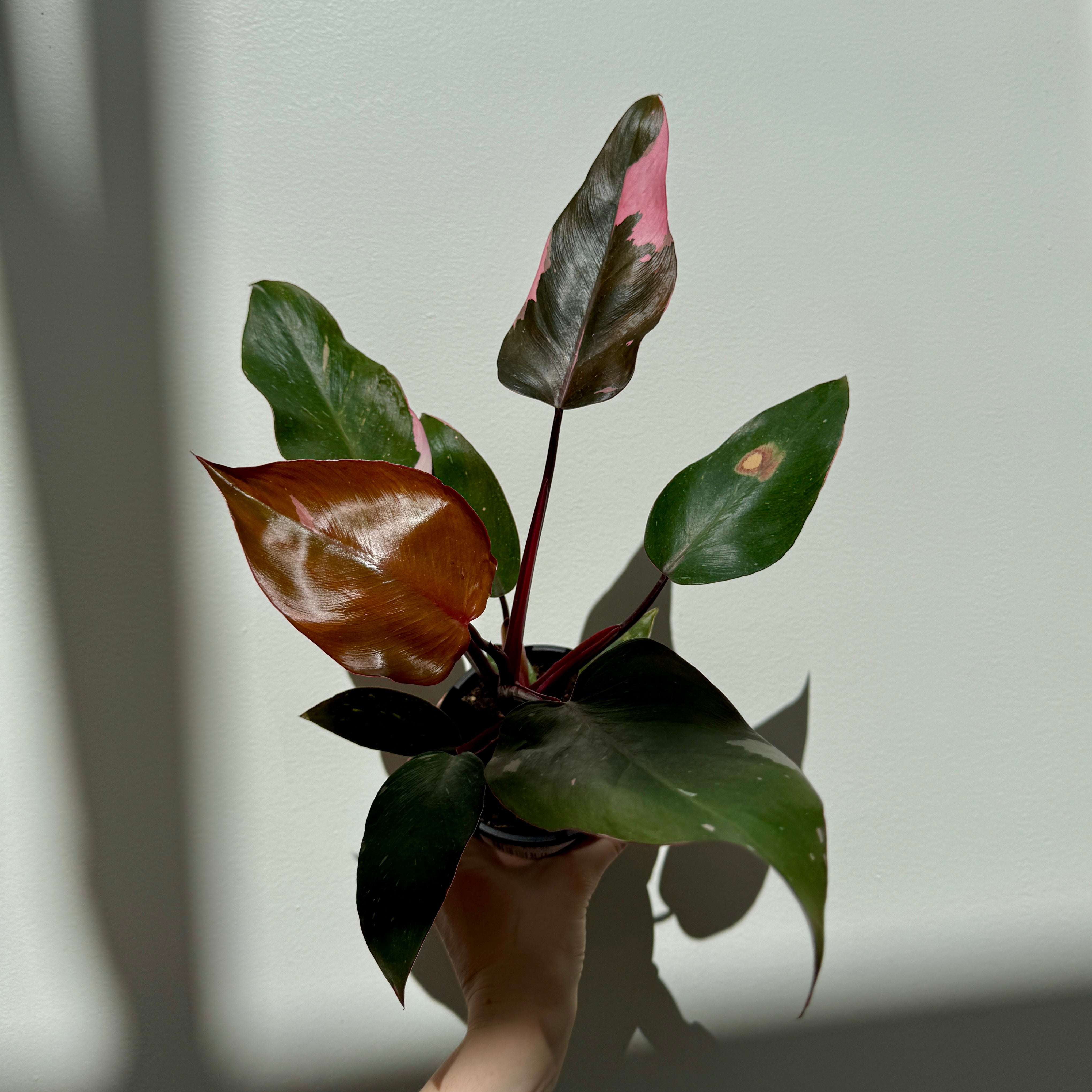 Philodendron ‘Pink Princess’ (Philodendron erubescens ‘Pink Princess’) – 4" Pot