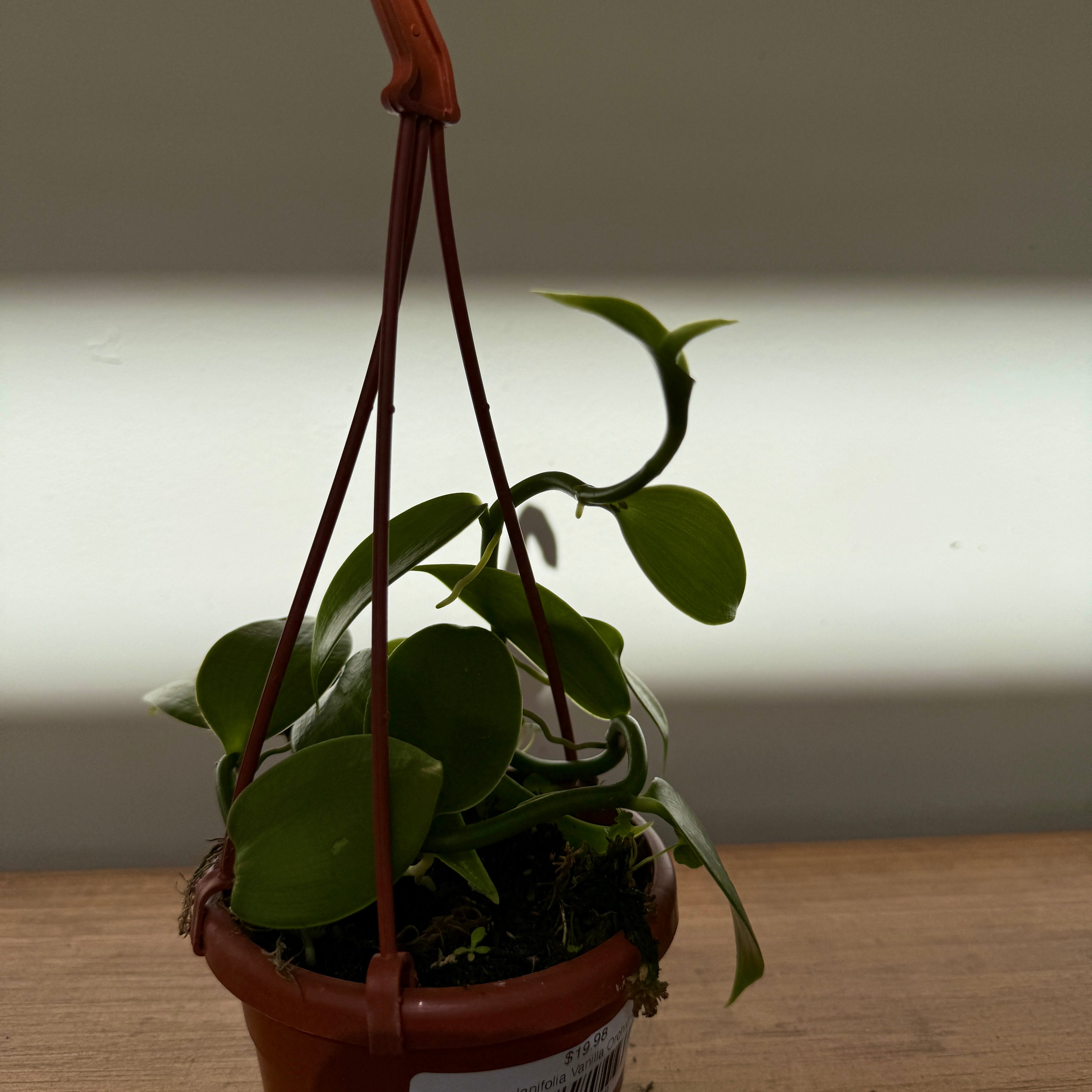 Vanilla Orchid (Vanilla planifolia) – 4.5" HB