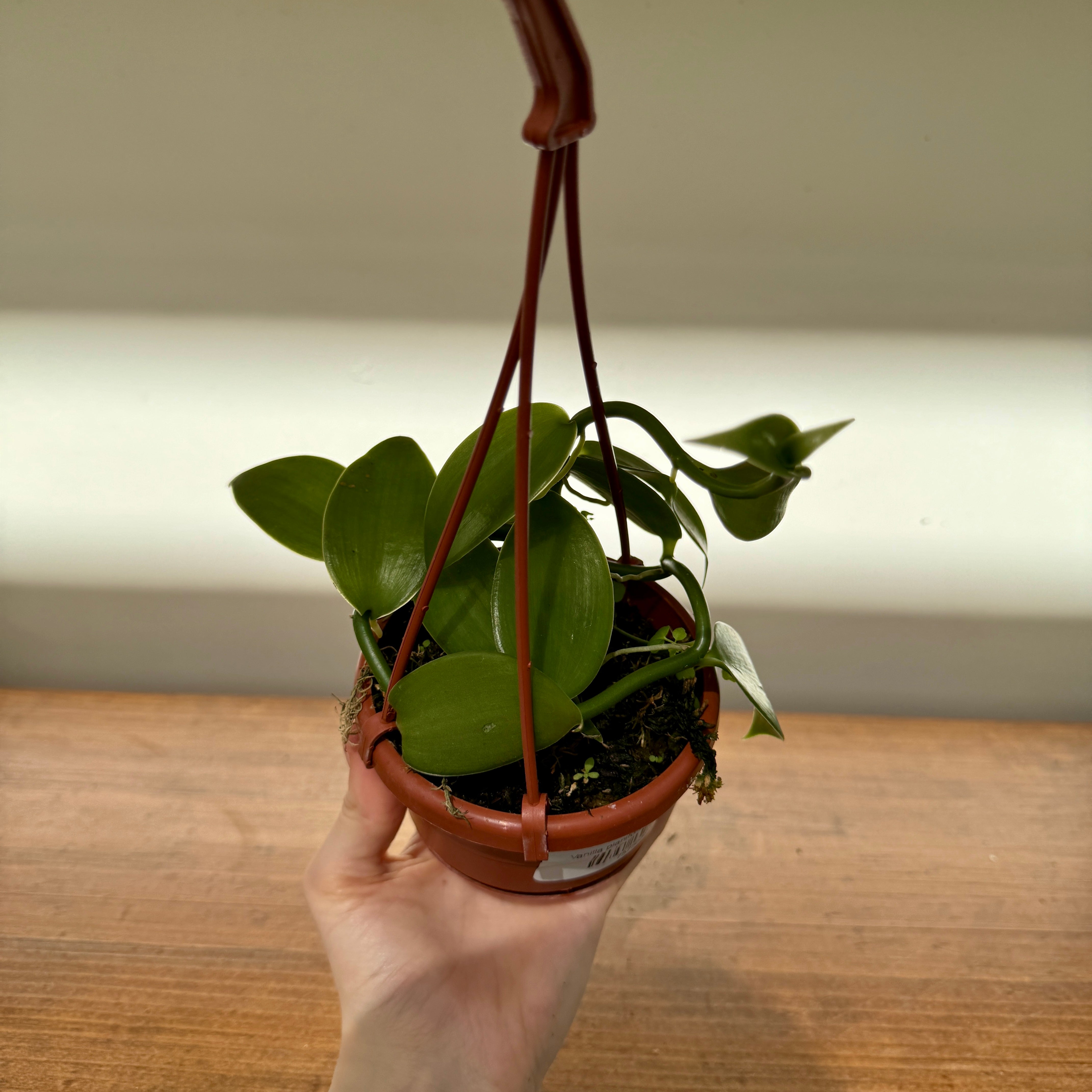 Vanilla Orchid (Vanilla planifolia) – 4.5" HB