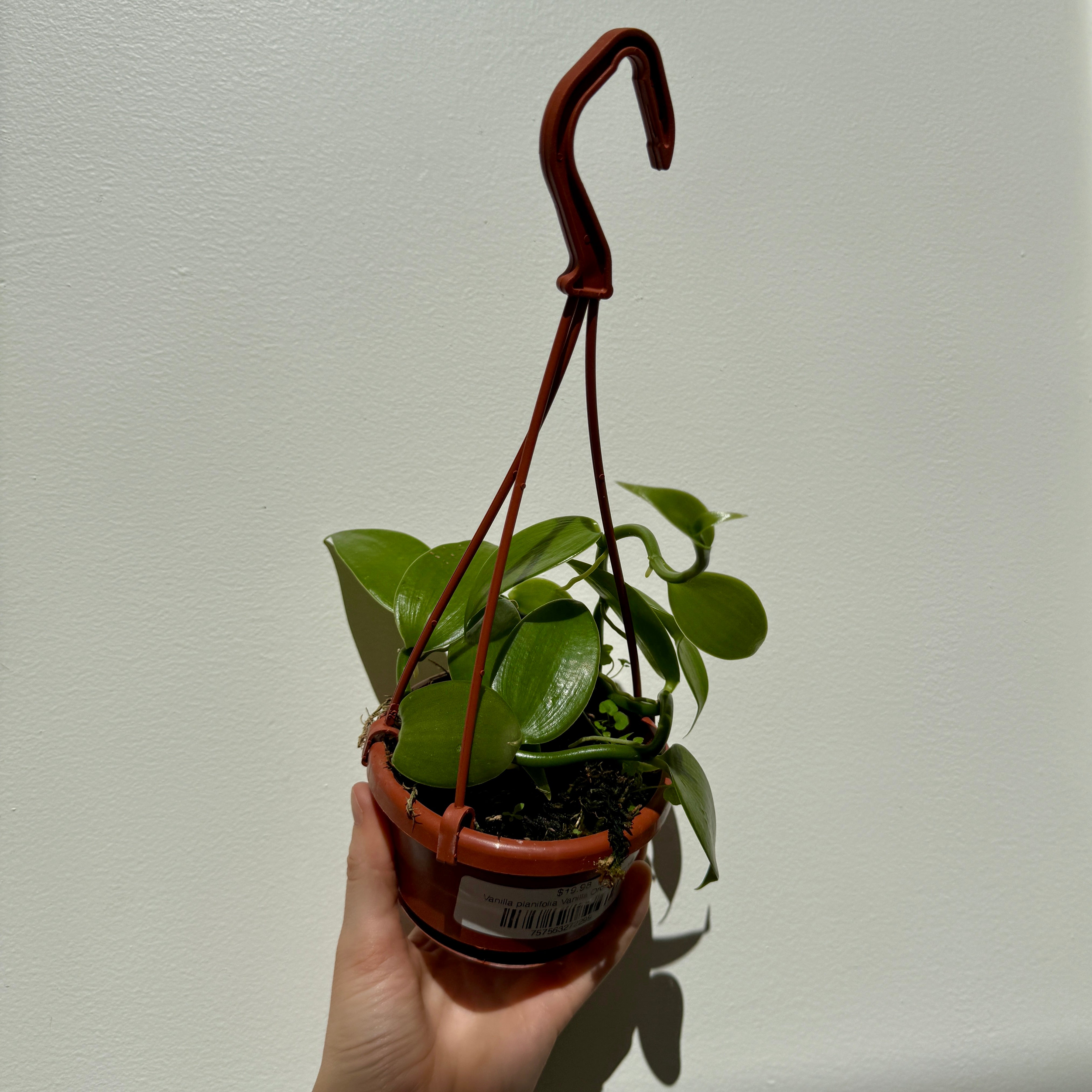 Vanilla Orchid (Vanilla planifolia) – 4.5" HB