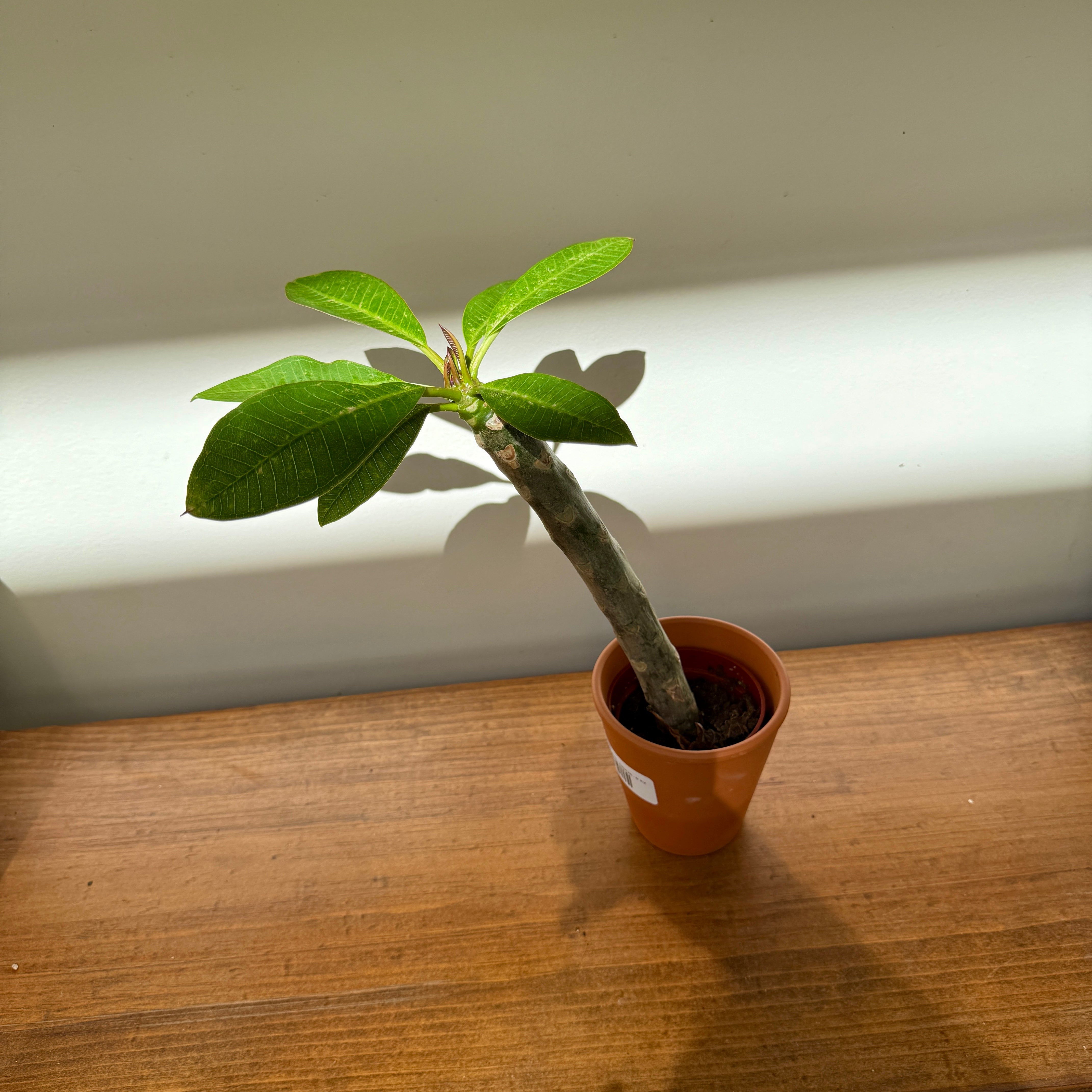 Plumeria - Assorted (Plumeria frangipani - Assorted) - 5" Pot