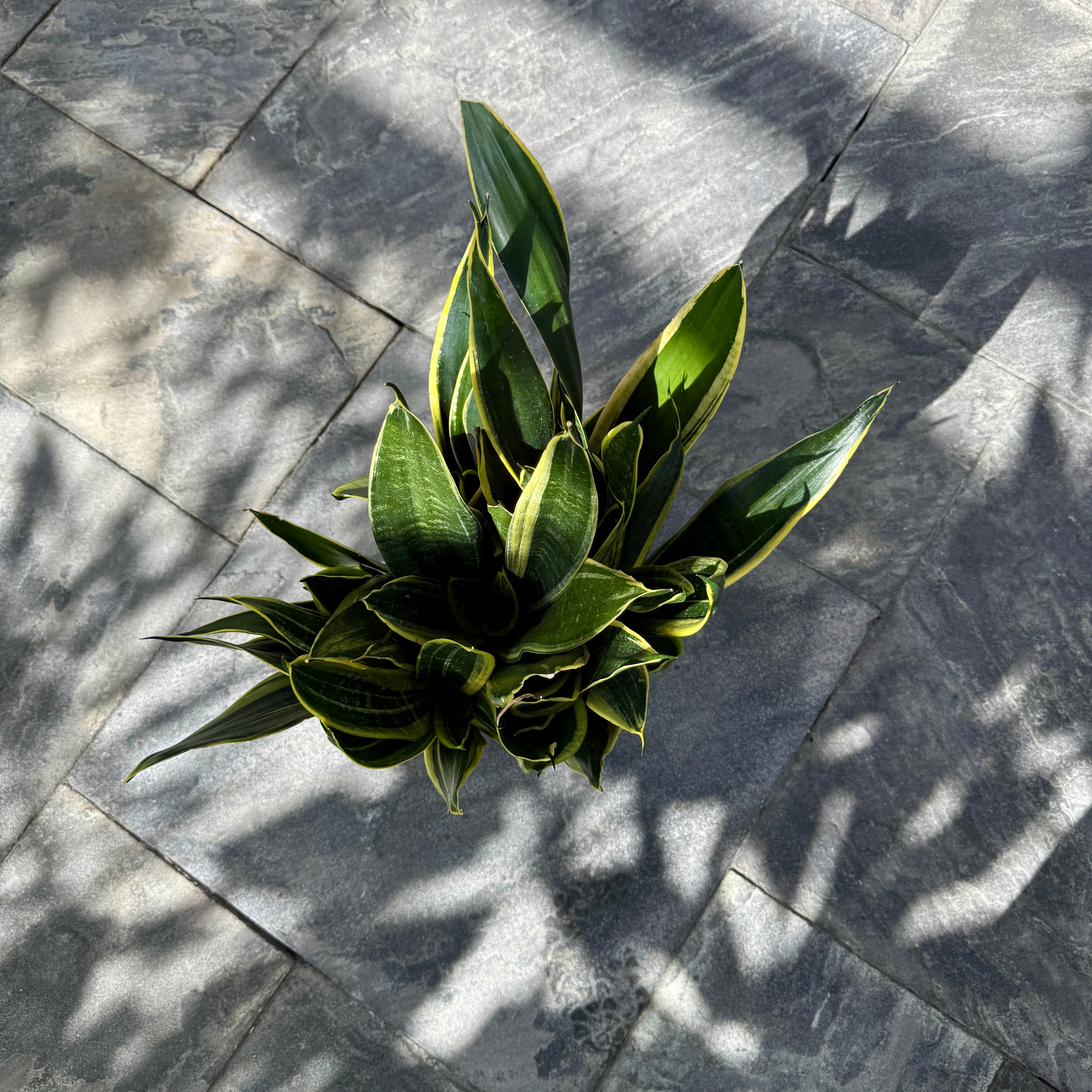 Sansevieria 'Black Gold' Snake Plant (Dracaena trifasciata 'Black Gold') – 8" Pot