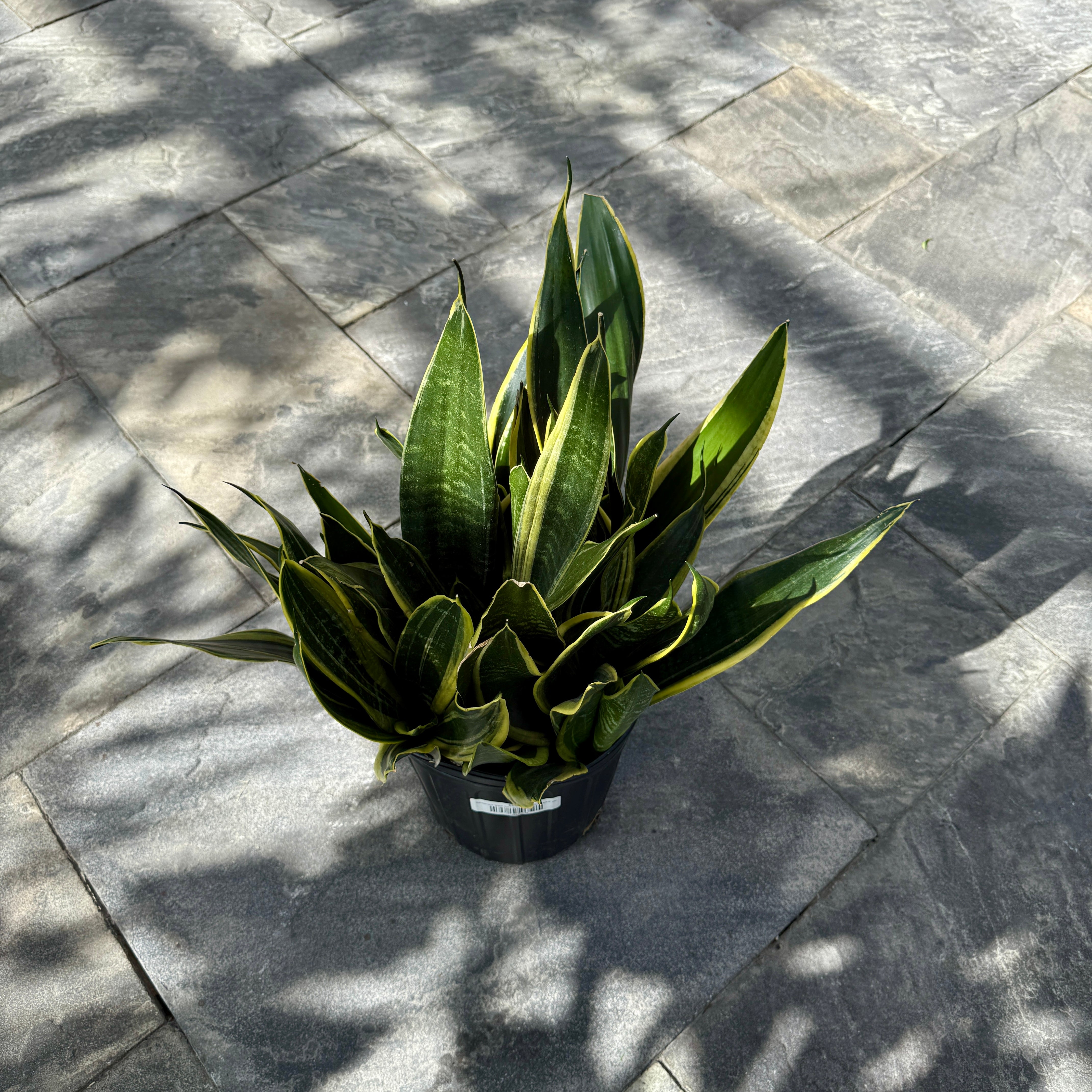 Sansevieria 'Black Gold' Snake Plant (Dracaena trifasciata 'Black Gold') – 8" Pot