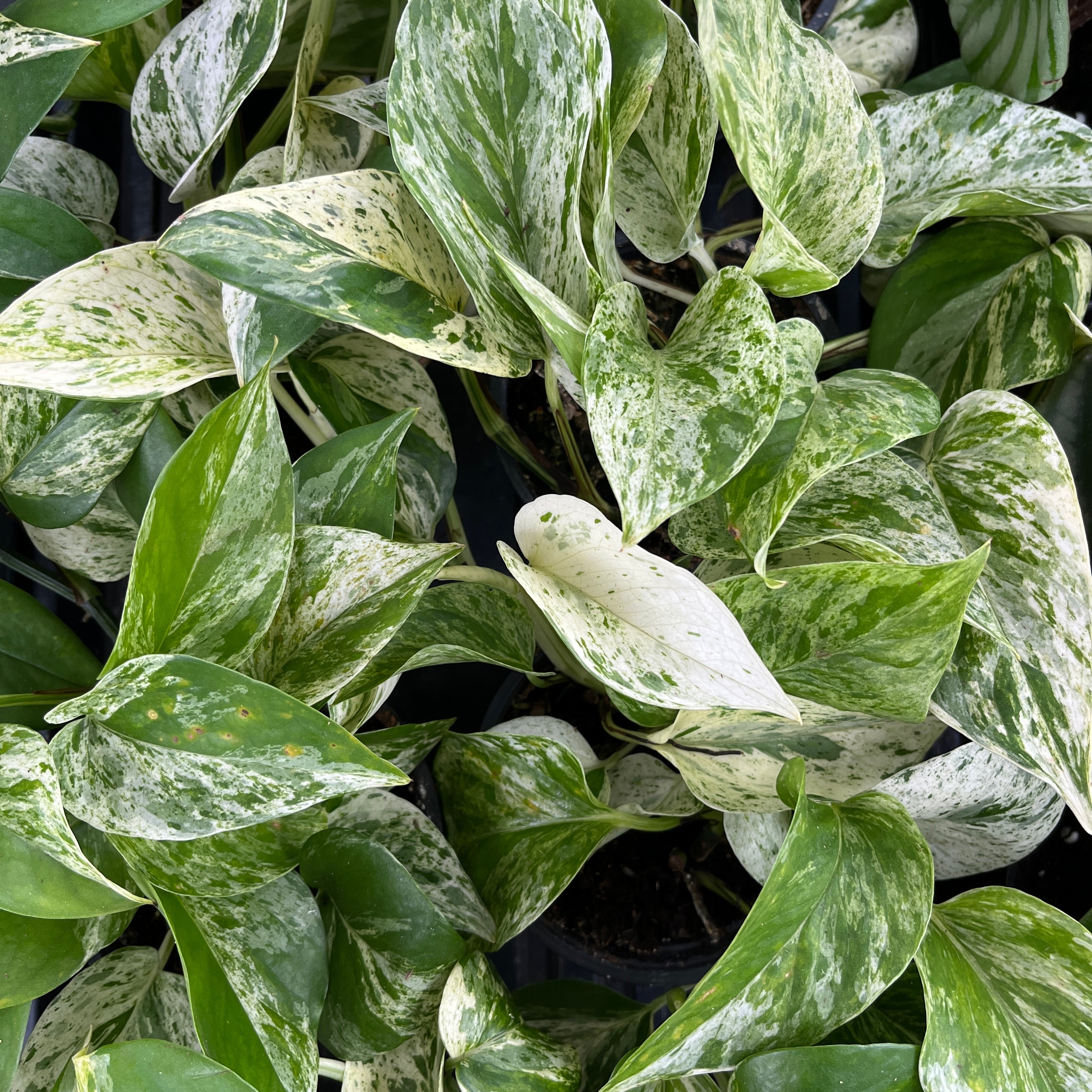 Marble Queen Pothos (Epipremnum aureum)