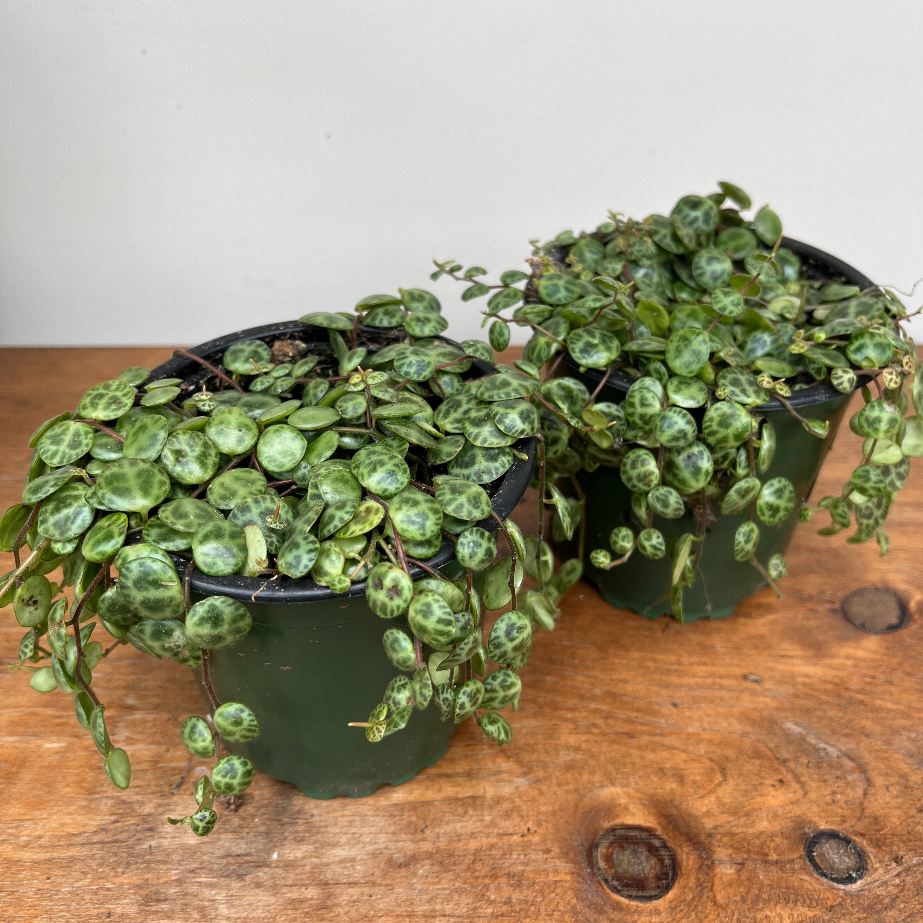 String of Turtles (Peperomia prostrata)