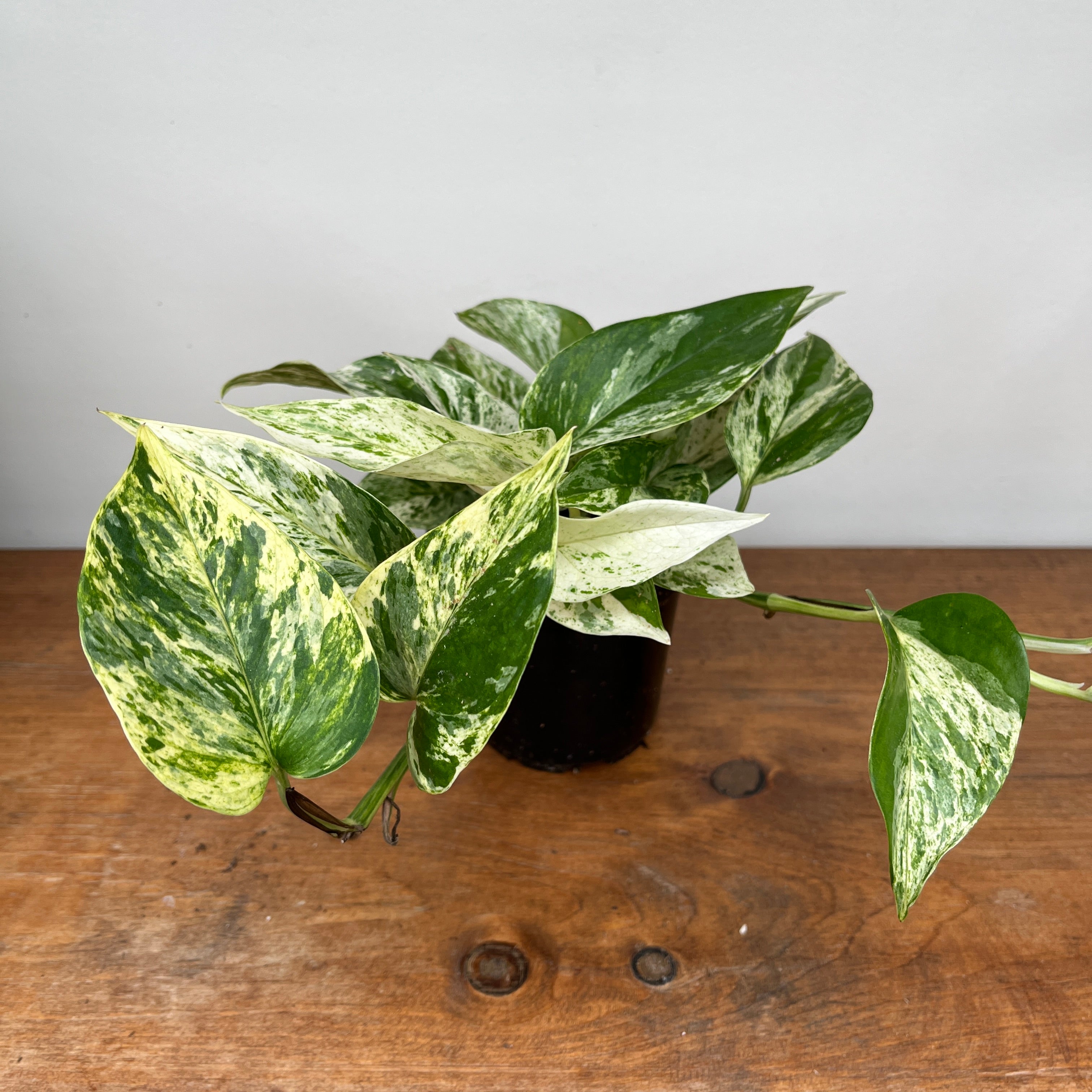 Marble Queen Pothos (Epipremnum aureum)